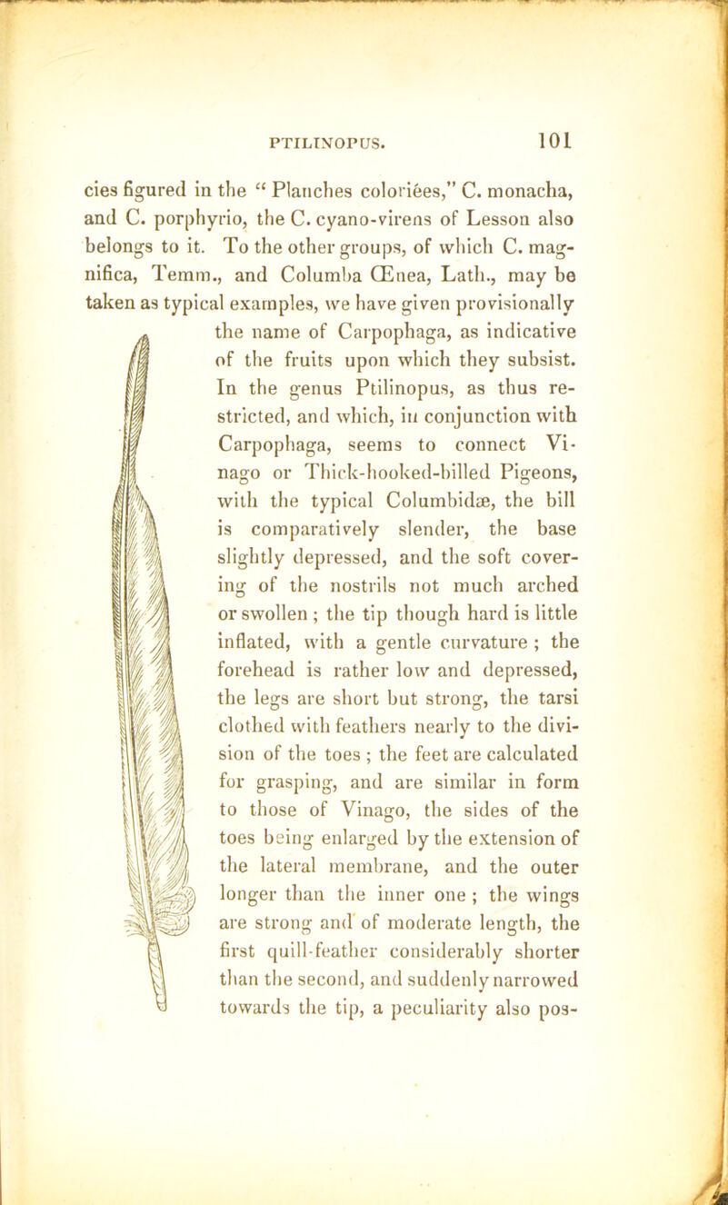 cies figured in the “ Planches coloriees,” C. monacha, and C. porphyrio, the C. cyano-virens of Lesson also belongs to it. To the other groups, of which C. mag- nifica, Temm., and Columba CEnea, Latli., may be taken as typical examples, we have given provisionally the name of Carpophaga, as indicative of the fruits upon which they subsist. In the genus Ptilinopus, as thus re- stricted, and which, in conjunction with Carpophaga, seems to connect Vi- nago or Thick-hooked-billed Pigeons, with the typical Columbid®, the bill is comparatively slender, the base slightly depressed, and the soft cover- ing of the nostrils not much arched or swollen ; the tip though hard is little inflated, with a gentle curvature ; the forehead is rather low and depressed, the legs are short but strong, the tarsi clothed with feathers nearly to the divi- sion of the toes ; the feet are calculated for grasping, and are similar in form to those of Vinago, the sides of the toes being enlarged by the extension of the lateral membrane, and the outer longer than the inner one ; the wings are strong and of moderate length, the first quill-feather considerably shorter than the second, and suddenly narrowed towards the tip, a peculiarity also pos- i