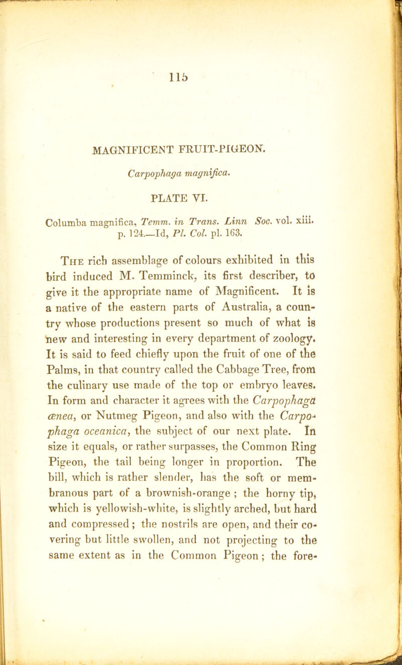 MAGNIFICENT FRUIT-PIGEON. Carpophaga magnified. PLATE VI. Columba magnifica, Temm. in Trans. Linn Soc. vol. xiii. p. 124 Id, PI. Col pi. 163. The rich assemblage of colours exhibited in this bird induced M. Temminck, its first describer, to give it the appropriate name of Magnificent. It is a native of the eastern parts of Australia, a coun- try whose productions present so much of what is new and interesting in every department of zoology. It is said to feed chiefly upon the fruit of one of the Palms, in that country called the Cabbage Tree, from the culinary use made of the top or embryo leaves. In form and character it agrees with the Carpophaga anea, or Nutmeg Pigeon, and also with the Carpo- phaga oceanica, the subject of our next plate. In size it equals, or rather surpasses, the Common Ring Pigeon, the tail being longer in proportion. The bill, which is rather slender, has the soft or mem- branous part of a brownish-orange ; the horny tip, which is yellowish-white, is slightly arched, but hard and compressed ; the nostrils are open, and their co- vering but little swollen, and not projecting to the same extent as in the Common Pigeon; the fore-