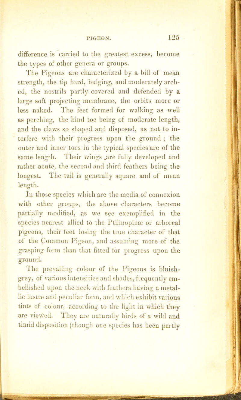 difference is carried to the greatest excess, become the types of other genera or groups. The Pigeons are characterized by a bill of mean strength, the tip hard, bulging, and moderately arch- ed, the nostrils partly covered and defended by a large soft projecting membrane, the orbits more or less naked. The feet formed for walking as well as perching, the hind toe being of moderate length, and the claws so shaped and disposed, as not to in- terfere with their progress upon the ground ; the outer and inner toes in the typical species are of the same length. Their wings .are fully developed and rather acute, the second and third feathers being the longest. The tail is generally square and of mean length. In those species which are the media of connexion with other groups, the above characters become partially modified, as we see exemplified in the species nearest allied to the Ptilinopinse or arboreal pigeons, their feet losing the true character of that of the foinmon Pigeon, and assuming more of the grasping form than that fitted for progress upon the ground. The prevailing colour of the Pigeons is bluish- grey, of various intensities and shades, frequently em- bellished upon the neck with feathers having a metal- lic lustre and peculiar form, and which exhibit various tints of colour, according to the light in which they are viewed. They are naturally birds of a wild and timid disposition (though one species has been partly