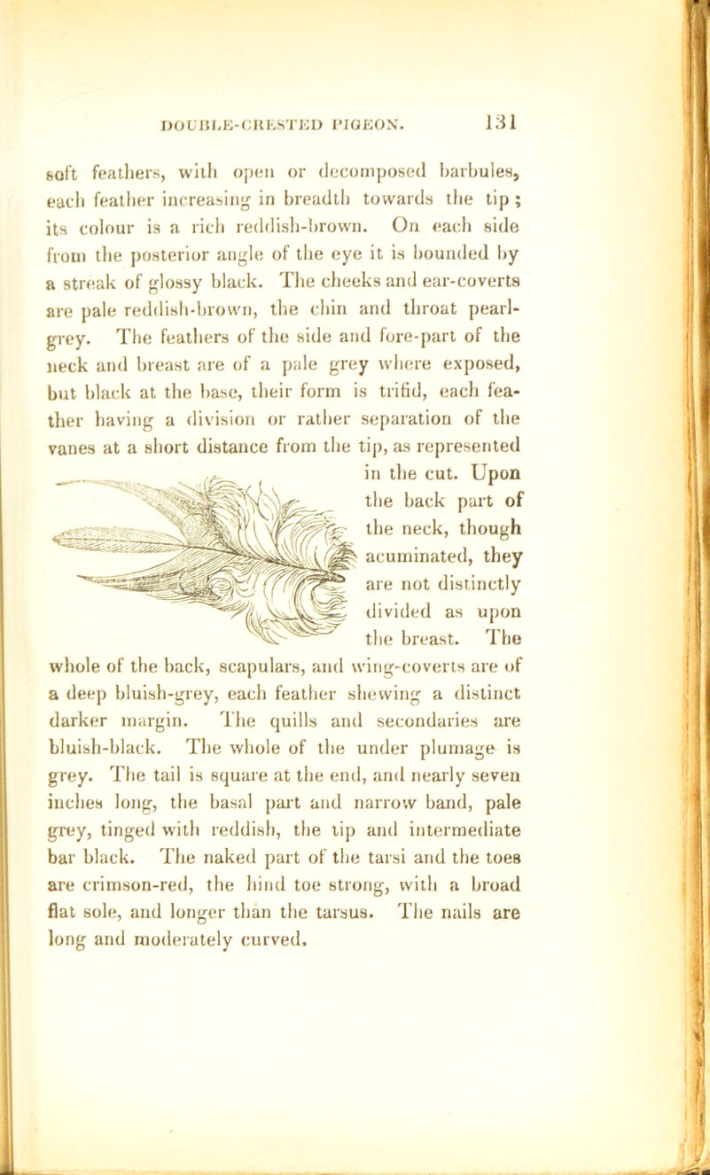 feoft feathers, with open or decomposed harbules, each feather increasing in breadth towards the tip ; its colour is a rich reddish-brown. On each side from the posterior angle of the eye it is hounded by a streak of glossy black. The cheeks and ear-coverts are pale reddish-brown, the chin and throat pearl- grey. The feathers of the side and fore-part of the neck and breast are of a pale grey where exposed, but black at the base, their form is trifid, each fea- ther having a division or rather separation of the vanes at a short distance from the tip, as represented in the cut. Upon the back part of the neck acuminated, they are not distinctly divided as upon the breast. The whole of the back, scapulars, and wing-coverts are of a deep bluish-grey, each feather shewing a distinct darker margin. The quills and secondaries are bluish-black. The whole of the under plumage is grey. The tail is square at the end, and nearly seven inches long, the basal part and narrow band, pale grey, tinged with reddish, the lip and intermediate bar black. The naked part of the tarsi and the toes are crimson-red, the hind toe strong, with a broad flat sole, and longer than the tarsus. The nails are long and moderately curved.