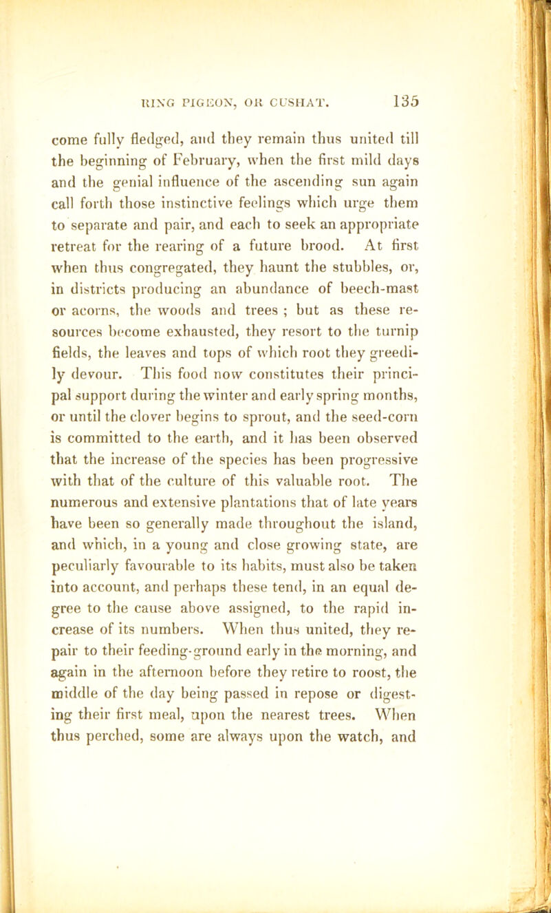 come fully fledged, and they remain thus united till the beginning of February, when the first mild days and the genial influence of the ascending sun again call forth those instinctive feelings which urge them to separate and pair, and each to seek an appropriate retreat for the rearing of a future brood. At first when thus congregated, they haunt the stubbles, or, in districts producing an abundance of beech-mast or acorns, the woods and trees ; but as these re- sources become exhausted, they resort to the turnip fields, the leaves and tops of which root they greedi- ly devour. This food now constitutes their princi- pal support during the winter and early spring months, or until the clover begins to sprout, and the seed-corn is committed to the earth, and it has been observed that the increase of the species has been progressive with that of the culture of this valuable root. The numerous and extensive plantations that of late veal's have been so generally made throughout the island, and which, in a young and close growing state, are peculiarly favourable to its habits, must also be taken into account, and perhaps these tend, in an equal de- gree to the cause above assigned, to the rapid in- crease of its numbers. When thus united, they re- pair to their feeding-ground early in the morning, and again in the afternoon before they retire to roost, the middle of the day being passed in repose or digest- ing their first meal, upon the nearest trees. When thus perched, some are always upon the watch, and