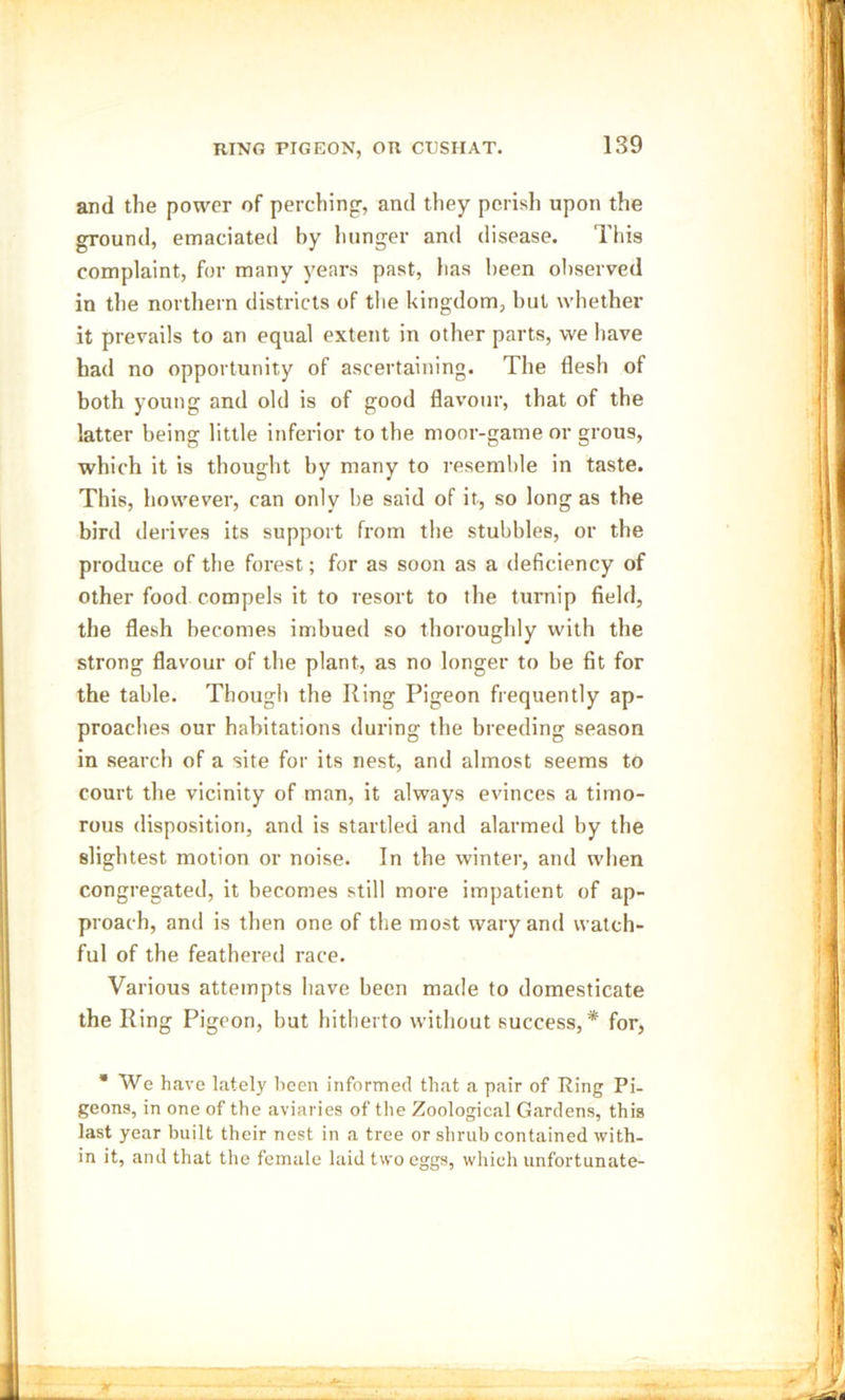 and the power of perching, and they perish upon the ground, emaciated by hunger and disease. This complaint, for many years past, has been observed in the northern districts of the kingdom, but whether it prevails to an equal extent in other parts, we have had no opportunity of ascertaining. The flesh of both young and old is of good flavour, that of the latter being little inferior to the moor-game or grous, which it is thought by many to resemble in taste. This, however, can only he said of it, so long as the bird derives its support from the stubbles, or the produce of the forest; for as soon as a deficiency of other food compels it to resort to the turnip field, the flesh becomes imbued so thoroughly with the strong flavour of the plant, as no longer to be fit for the table. Though the King Pigeon frequently ap- proaches our habitations during the breeding season in search of a site for its nest, and almost seems to court the vicinity of man, it always evinces a timo- rous disposition, and is startled and alarmed by the slightest motion or noise. In the winter, and when congregated, it becomes still more impatient of ap- proach, and is then one of the most wary and watch- ful of the feathered race. Various attempts have been made to domesticate the King Pigeon, but hitherto without success,* for, * We have lately been informed that a pair of Ring Pi- geons, in one of the aviaries of the Zoological Gardens, this last year built their nest in a tree or shrub contained with- in it, and that the female laid two eggs, which unfortunate-