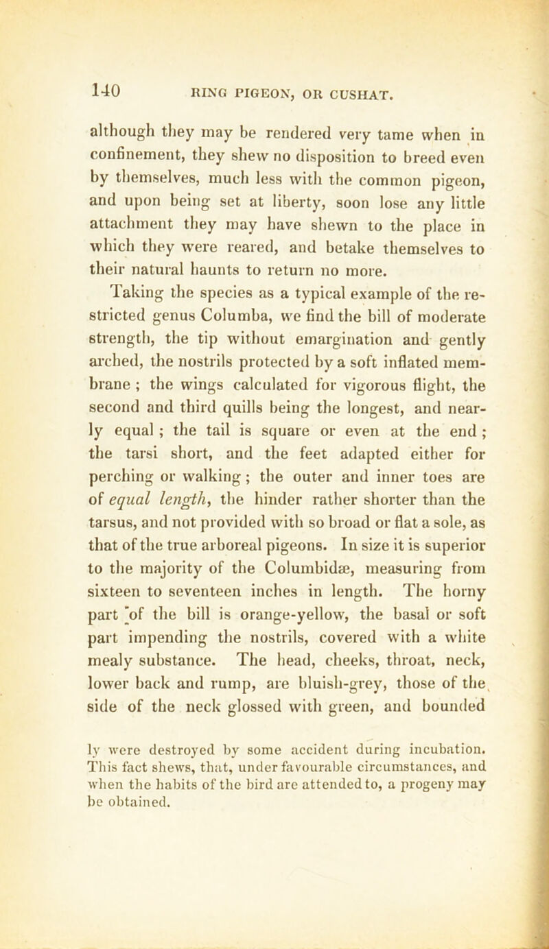 although they may he rendered very tame when in confinement, they shew no disposition to breed even by themselves, much less with the common pigeon, and upon being set at liberty, soon lose any little attachment they may have shewn to the place in which they were reared, and betake themselves to their natural haunts to return no more. Taking the species as a typical example of the re- stricted genus Columba, we find the bill of moderate strength, the tip without emargination and gently arched, the nostrils protected by a soft inflated mem- brane ; the wings calculated for vigorous flight, the second and third quills being the longest, and near- ly equal ; the tail is square or even at the end ; the tarsi short, and the feet adapted either for perching or walking; the outer and inner toes are of equal length, the hinder rather shorter than the tarsus, and not provided with so broad or flat a sole, as that of the true arboreal pigeons. In size it is superior to the majority of the Columbida}, measuring from sixteen to seventeen inches in length. The horny part of the bill is orange-yellow, the basal or soft part impending the nostrils, covered with a white mealy substance. The head, cheeks, throat, neck, lower back and rump, are bluish-grey, those of the side of the neck glossed with green, and bounded ly were destroyed by some accident during incubation. This fact shews, that, under favourable circumstances, and when the habits of the bird are attended to, a progeny may be obtained.