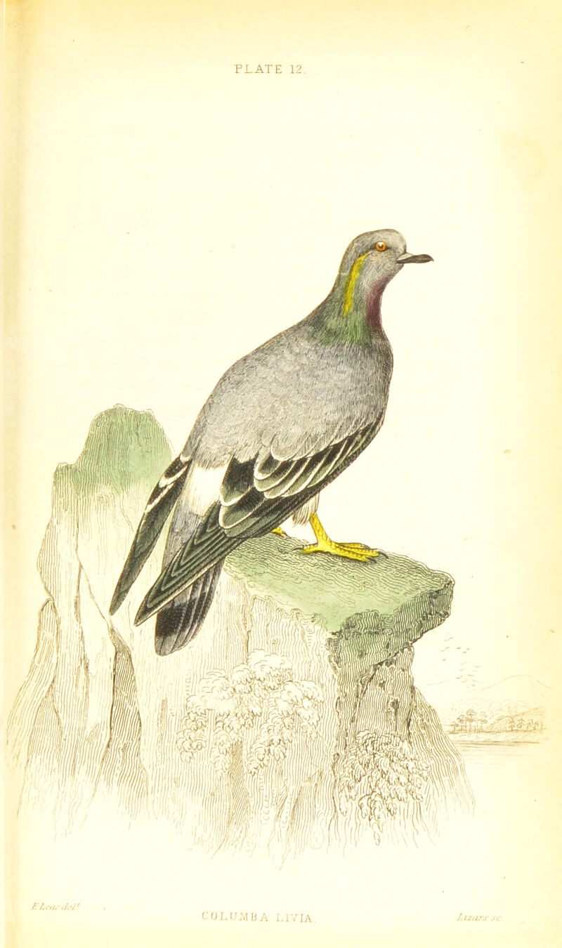 PLATE 12 EZw'tel* COLUMBA L1VIA J. UOJ'S sc