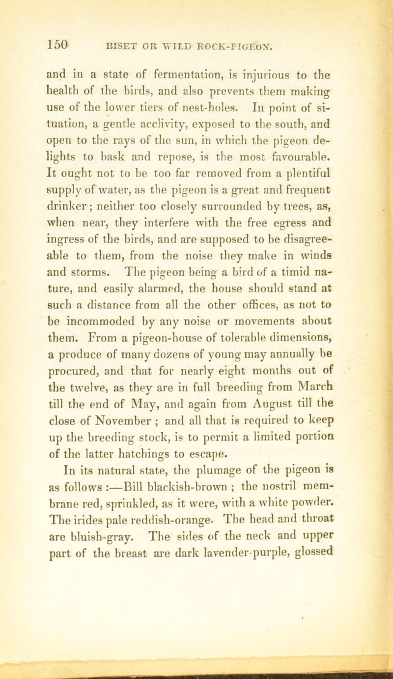 and in a state of fermentation, is injurious to the health of the birds, and also prevents them making use of the lower tiers of nest-holes. In point of si- tuation, a gentle acclivity, exposed to the south, and open to the rays of the sun, in which the pigeon de- lights to bask and repose, is the most favourable. It ought not to be too far removed from a plentiful supply of water, as the pigeon is a great and frequent drinker; neither too closely surrounded by trees, as, when near, they interfere with the free egress and ingress of the birds, and are supposed to be disagree- able to them, from the noise they make in winds and storms. The pigeon being a bird of a timid na- ture, and easily alarmed, the house should stand at such a distance from all the other offices, as not to be incommoded by any noise or movements about them. From a pigeon-house of tolerable dimensions, a produce of many dozens of young may annually be procured, and that for nearly eight months out of the twelve, as they are in full breeding from March till the end of May, and again from August till the close of November ; and all that is required to keep up the breeding stock, is to permit a limited portion of the latter hatchings to escape. In its natural state, the plumage of the pigeon is as follows :—Bill blackish-brown ; the nostril mem- brane red, sprinkled, as it were, with a white powder. The irides pale reddish-orange. The head and throat are bluish-gray. The sides of the neck and upper part of the breast are dark lavender-purple, glossed