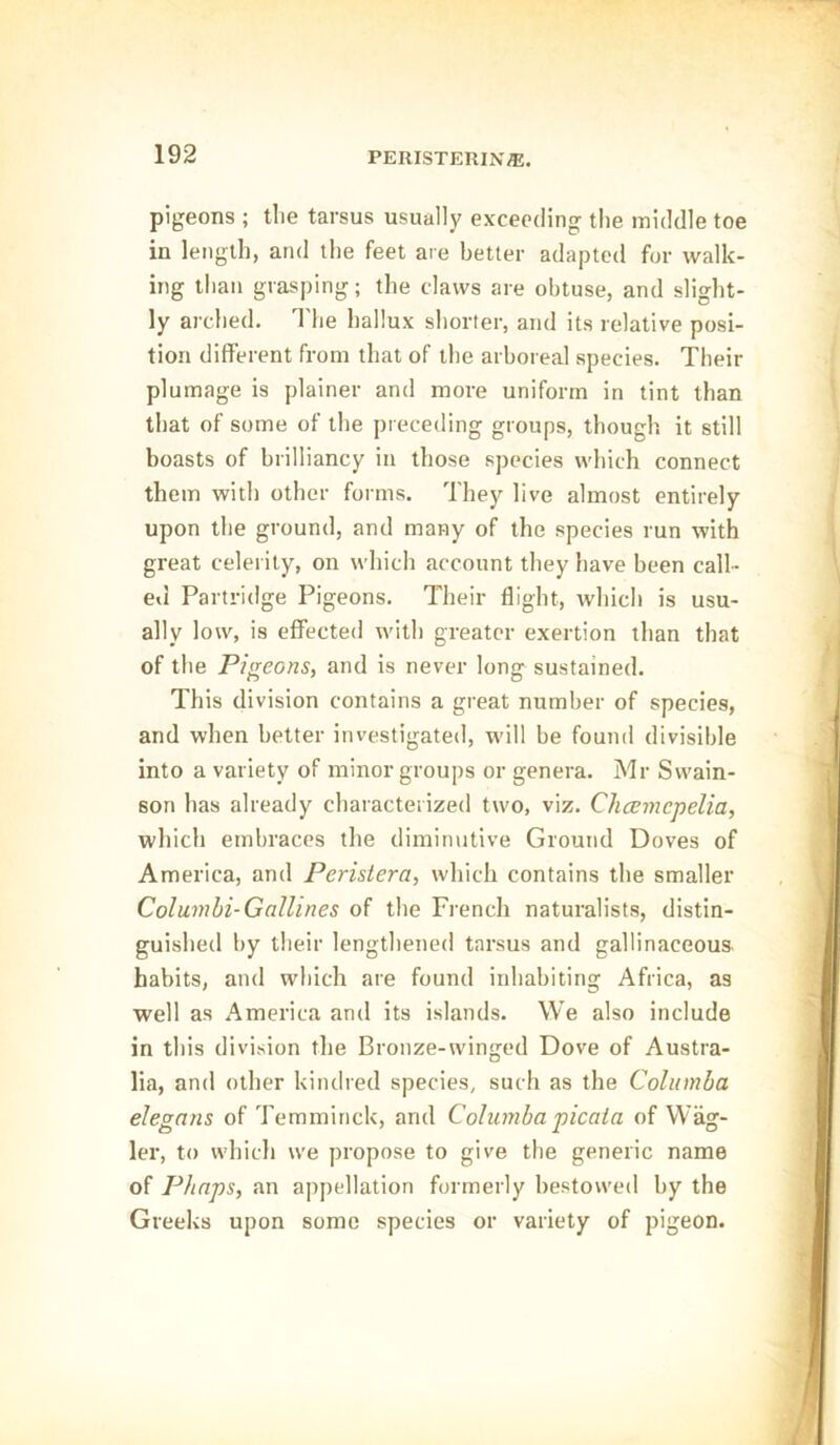 pigeons ; the tarsus usually exceeding the middle toe in length, and the feet are better adapted for walk- ing than grasping; the claws are obtuse, and slight- ly arched. The hallux shorter, and its relative posi- tion different from that of the arboreal species. Their plumage is plainer and more uniform in tint than that of some of the preceding groups, though it still boasts of brilliancy in those species which connect them with other forms. They live almost entirely upon the ground, and many of the species run with great celerity, on which account they have been call- ed Partridge Pigeons. Their flight, which is usu- ally low, is effected with greater exertion than that of the Pigeons, and is never long sustained. This division contains a great number of species, and when better investigated, will be found divisible into a variety of minor groups or genera. Mr Swain- son has already characterized two, viz. Chcemcpelia, which embraces the diminutive Ground Doves of America, and Pcristera, which contains the smaller Columbi-Gallines of the French naturalists, distin- guished by their lengthened tarsus and gallinaceous, habits, and which are found inhabiting Africa, as well as America and its islands. We also include in this division the Bronze-winged Dove of Austra- lia, and other kindred species, such as the Columba elegans of Temminck, and Columba picaia of Wag- ler, to which we propose to give the generic name of Phaps, an appellation formerly bestowed by the Greeks upon some species or variety of pigeon.