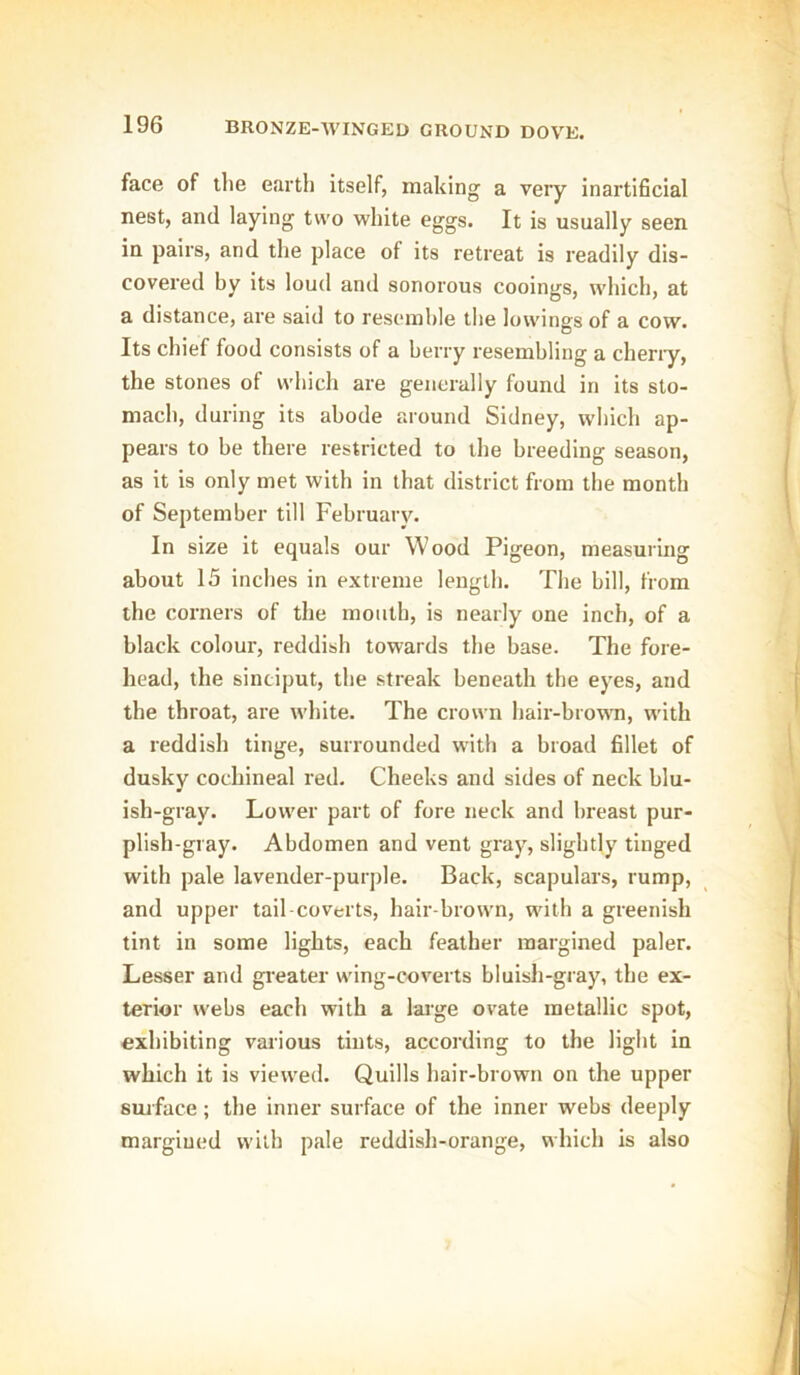 BRONZE-WINGED GROUND DOVE. face of the earth itself, making a very inartificial nest, and laying two white eggs. It is usually seen in pairs, and the place of its retreat is readily dis- covered by its loud and sonorous cooings, which, at a distance, are said to resemble the lowings of a cow. Its chief food consists of a berry resembling a cherry, the stones of which are generally found in its sto- mach, during its abode around Sidney, which ap- pears to be there restricted to the breeding season, as it is only met with in that district from the month of September till February. In size it equals our Wood Pigeon, measuring about 15 inches in extreme length. The bill, from the corners of the mouth, is nearly one inch, of a black colour, reddish towards the base. The fore- head, the sinciput, the streak beneath the eyes, and the throat, are white. The crown hair-brown, with a reddish tinge, surrounded with a broad fillet of dusky cochineal red. Cheeks and sides of neck blu- ish-gray. Lower part of fore neck and breast pur- plish-gray. Abdomen and vent gray, slightly tinged with pale lavender-purple. Back, scapulars, rump, and upper tail coverts, hair-brown, with a greenish tint in some lights, each feather margined paler. Lesser and greater wing-coverts bluish-gray, the ex- terior webs each with a large ovate metallic spot, exhibiting various tints, according to the light in which it is viewed. Quills hair-brown on the upper surface; the inner surface of the inner webs deeply margined with pale reddish-orange, which is also