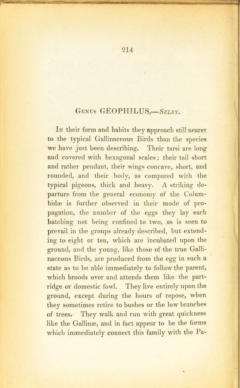 Genus GEOPHILUS,—Selby. In their form and habits they approach still nearer to the typical Gallinaceous Birds than the species we have just been describing. Their tarsi are long and covered with hexagonal scales; their tail short and rather pendant, their wings concave, short, and rounded, and their body, as compared with the typical pigeons, thick and heavy. A striking de- parture from the general economy of the Colum- bidse is further observed in their mode of pro- pagation, the number of the eggs they lay each hatching not being confined to two, as is seen to prevail in the groups already described, but extend- ing to eight or ten, which are incubated upon the ground, and the young, like those of the true Galli- naceous Birds, are produced from the egg in such a state as to be able immediately to follow the parent, which broods over and attends them like the part- ridge or domestic fowl. They live entirely upon the ground, except during the hours of repose, when they sometimes retire to bushes or the low brandies of trees. They walk and run with great quickness like the Gallinse, and in fact appear to be the forms which immediately connect this family with the Pa-