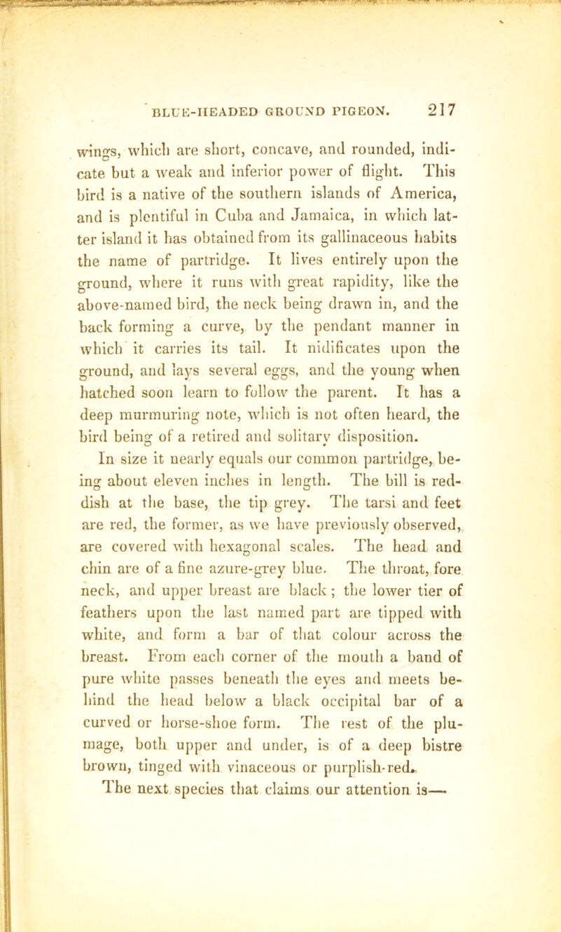 wings, which are short, concave, and rounded, indi- cate but a weak and inferior power of flight. This bird is a native of the southern islands of America, and is plentiful in Cuba and Jamaica, in which lat- ter island it has obtained from its gallinaceous habits the name of partridge. It lives entirely upon the ground, where it runs with great rapidity, like the above-named bird, the neck being drawn in, and the back forming a curve, by the pendant manner in which it carries its tail. It nidificates upon the ground, and lays several eggs, and the young when hatched soon learn to follow the parent. It has a deep murmuring note, which is not often heard, the bird being of a retired and solitary disposition. In size it nearly equals our common partridge, be- ing about eleven inches in length. The bill is red- dish at the base, the tip grey. The tarsi and feet are red, the former, as we have previously observed, are covered with hexagonal scales. The head and chin are of a fine azure-grey blue. The throat, fore neck, and upper breast are black ; the lower tier of feathers upon the last named part are tipped with white, and form a bar of that colour across the breast. From each corner of the mouth a band of pure white passes beneath the eyes and meets be- hind the head below a black occipital bar of a curved or horse-shoe form. The rest of the plu- mage, both upper and under, is of a deep bistre brown, tinged with vinaceous or purplish-red. The next species that claims our attention is—