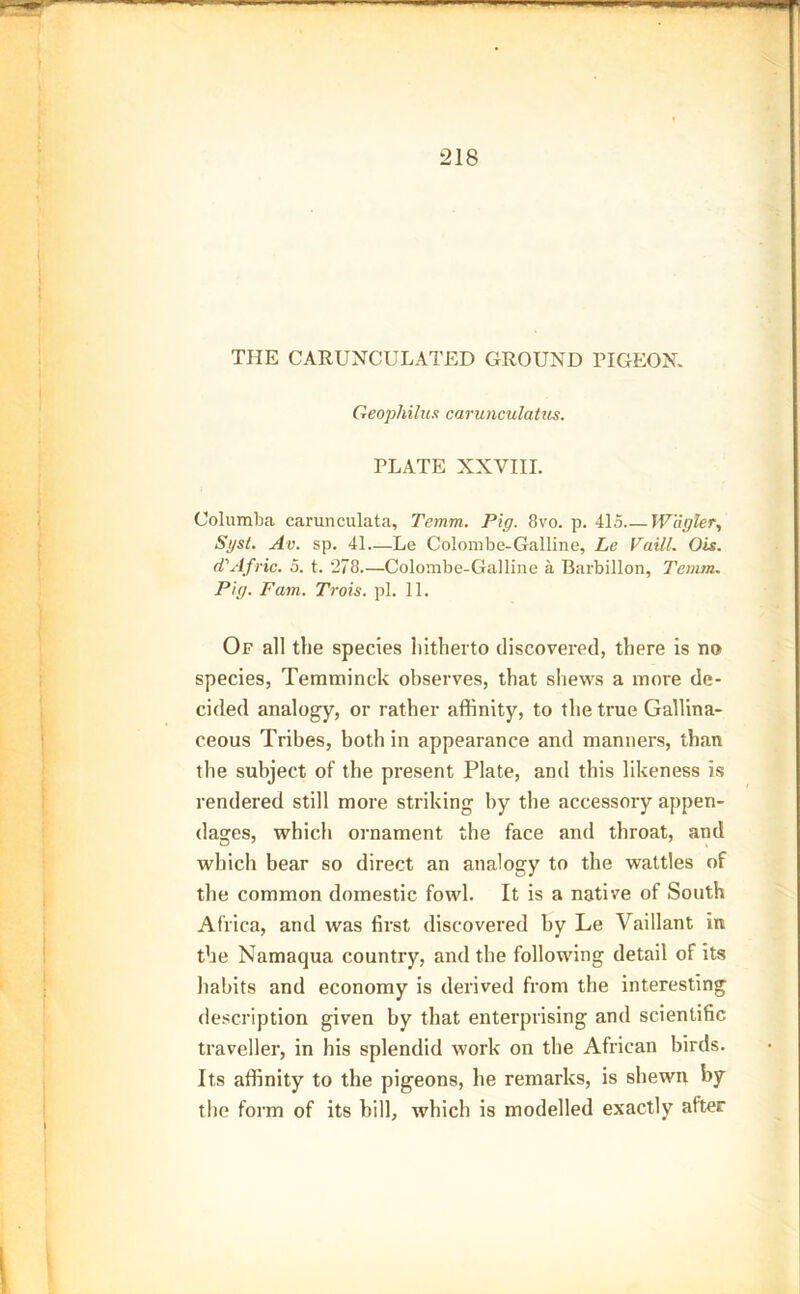 THE CARUNCULATED GROUND PIGEON. Geophilus carunculatus. PLATE XXVIII. Columba carunculata, Temm. Pig. 8vo. p. 415 Wiigler, Syst. Av. sp. 41—Le Colombe-Galline, Le Vaill. Ois. d'Afric. 5. t. 278—Colombe-Galline a Barbillon, Temm. Pig. Fam. Trois. pi. 11. Of all the species hitherto discovered, there is no species, Temminck observes, that shews a more de- cided analogy, or rather affinity, to the true Gallina- ceous Tribes, both in appearance and manners, than the subject of the present Plate, and this likeness is rendered still more striking by the accessory appen- dages, which ornament the face and throat, and which bear so direct an analogy to the wattles of the common domestic fowl. It is a native of South Africa, and was first discovered by Le Vaillant in the Namaqua country, and the following detail of its habits and economy is derived from the interesting description given by that enterprising and scientific traveller, in his splendid work on the African birds. Its affinity to the pigeons, he remarks, is shewn by the form of its hill, which is modelled exactly after