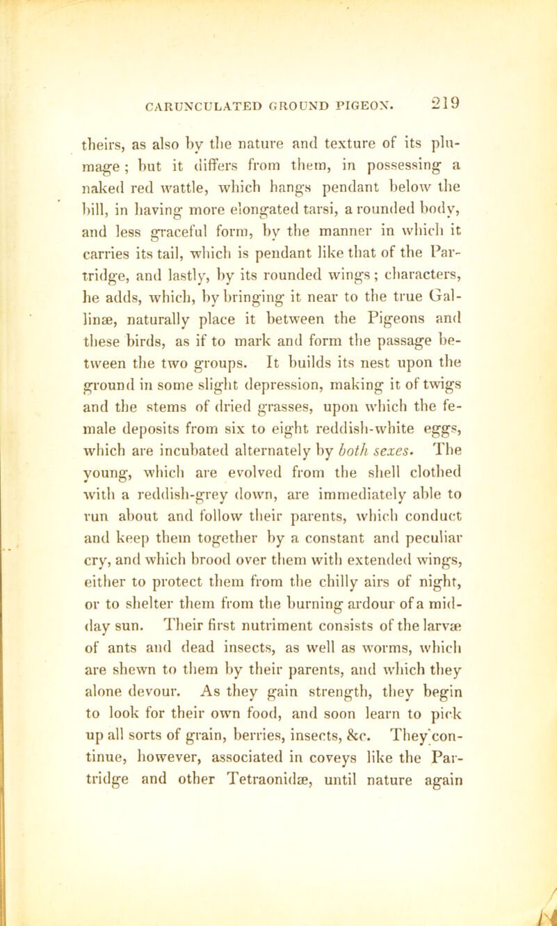 theirs, as also by the nature and texture of its plu- mage ; hut it differs from them, in possessing a naked red wattle, which hangs pendant below the bill, in having more elongated tarsi, a rounded body, and less graceful form, bv the manner in which it carries its tail, which is pendant like that of the Par- tridge, and lastly, by its rounded wings; characters, he adds, which, by bringing it near to the true Gal- linae, naturally place it between the Pigeons and these birds, as if to mark and form the passage be- tween the two groups. It builds its nest upon the ground in some slight depression, making it of twigs and the stems of dried grasses, upon which the fe- male deposits from six to eight reddish-white eggs, which are incubated alternately by both sexes. The young, which are evolved from the shell clothed with a reddish-grey down, are immediately able to run about and follow their parents, which conduct and keep them together by a constant and peculiar cry, and which brood over them with extended wings, either to protect them from the chilly airs of night, or to shelter them from the burning ardour of a mid- day sun. Their first nutriment consists of the larvae of ants and dead insects, as well as worms, which are shewn to them by their parents, and which they alone devour. As they gain strength, they begin to look for their own food, and soon learn to pick up all sorts of grain, berries, insects, &c. They’con- tinue, however, associated in coveys like the Par- tridge and other Tetraonidae, until nature again