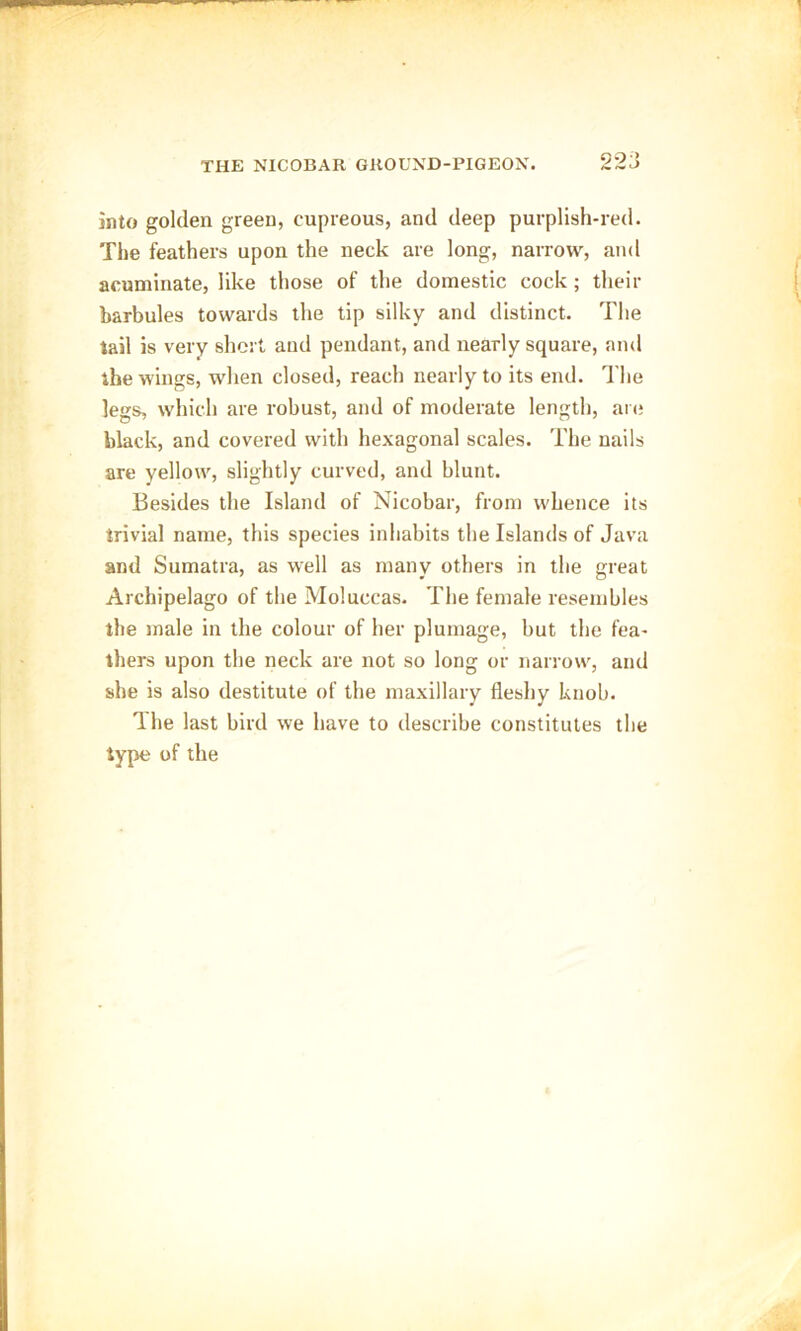 22:3 into golden green, cupreous, and deep purplish-red. The feathers upon the neck are long, narrow, and acuminate, like those of the domestic cock; their barbules towards the tip silky and distinct. The tail is very short and pendant, and nearly square, and the wings, when closed, reach nearly to its end. The legs, which are robust, and of moderate length, are black, and covered with hexagonal scales. The nails are yellow, slightly curved, and blunt. Besides the Island of Nicobar, from whence its trivial name, this species inhabits the Islands of Java and Sumatra, as well as many others in the great Archipelago of the Moluccas. The female resembles the male in the colour of her plumage, but the fea- thers upon the neck are not so long or narrow, and she is also destitute of the maxillary fleshy knob. Ihe last bird we have to describe constitutes the type of the