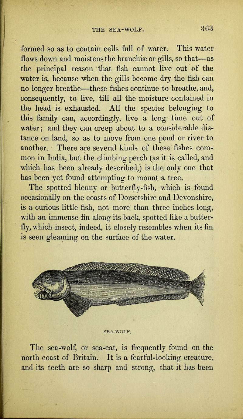 formed so as to contain cells full of water. This water flows down and moistens the branchise or gills, so that—as the principal reason that fish cannot live out of the water is, because when the gills become dry the fish can no longer breathe—these fishes continue to breathe, and, consequently, to live, till all the moisture contained in the head is exhausted. All the species belonging to this family can, accordingly, live a long time out of water; and they can creep about to a considerable dis- tance on land, so as to move from one pond or river to another. There are several kinds of these fishes com- mon in India, but the climbing perch (as it is called, and which has been already described,) is the only one that has been yet found attempting to mount a tree. The spotted blenny or butterfly-fish, which is found occasionally on the coasts of Dorsetshire and Devonshire, is a curious little fish, not more than three inches long, with an immense fin along its back, spotted like a butter- fly, which insect, indeed, it closely resembles when its fin is seen gleaming on the surface of the water. SEA-WOLF. The sea-wolf, or sea-cat, is frequently found on the north coast of Britain. It is a fearful-looking creature, and its teeth are so sharp and strong, that it has been