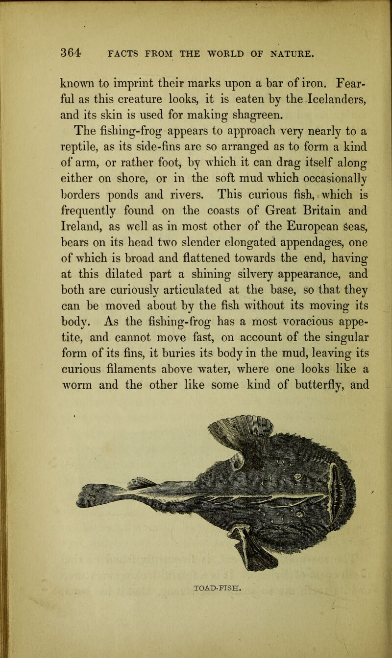 known to imprint their marks upon a bar of iron. Fear- ful as this creature looks, it is eaten by the Icelanders, and its skin is used for making shagreen. The fishing-frog appears to approach very nearly to a reptile, as its side-fins are so arranged as to form a kind of arm, or rather foot, by which it can drag itself along either on shore, or in the soft mud which occasionally borders ponds and rivers. This curious fish, which is frequently found on the coasts of Great Britain and Ireland, as well as in most other of the European Seas, bears on its head two slender elongated appendages, one of which is broad and flattened towards the end, having at this dilated part a shining silvery appearance, and both are curiously articulated at the base, so that they can be moved about by the fish without its moving its body. As the fishing-frog has a most voracious appe- tite, and cannot move fast, on account of the singular form of its fins, it buries its body in the mud, leaving its curious filaments above water, where one looks like a worm and the other like some kind of butterfly, and TOAD-FISH.