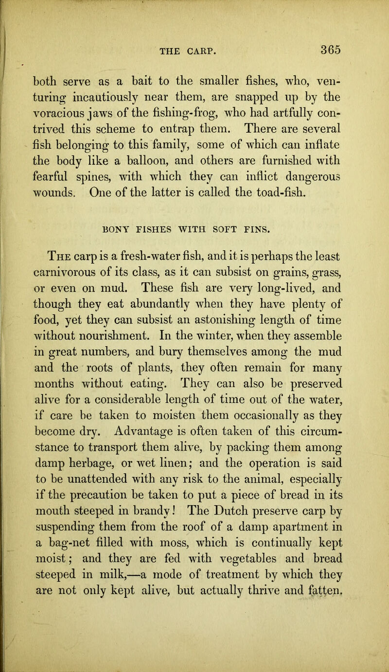 both serve as a bait to the smaller fishes, who, ven- turing incautiously near them, are snapped up by the voracious jaws of the fishing-frog, who had artfully con- trived this scheme to entrap them. There are several fish belonging to this family, some of which can inflate the body like a balloon, and others are furnished with fearful spines, with which they can inflict dangerous wounds. One of the latter is called the toad-fish. BONY FISHES WITH SOFT FINS. The carp is a fresh-water fish, and it is perhaps the least carnivorous of its class, as it can subsist on grains, grass, or even on mud. These fish are veiy long-lived, and though they eat abundantly when they have plenty of food, yet they can subsist an astonishing length of time without nourishment. In the winter, when they assemble in great numbers, and bury themselves among the mud and the roots of plants, they often remain for many months without eating. They can also be preserved alive for a considerable length of time out of the water, if care be taken to moisten them occasionally as they become dry. Advantage is often taken of this circum- stance to transport them alive, by packing them among damp herbage, or wet linen; and the operation is said to be unattended with any risk to the animal, especially if the precaution be taken to put a piece of bread in its mouth steeped in brandy! The Dutch preserve carp by suspending them from the roof of a damp apartment in a bag-net filled with moss, which is continually kept moist; and they are fed with vegetables and bread steeped in milk,—a mode of treatment by which they are not only kept alive, but actually thrive and fatten.