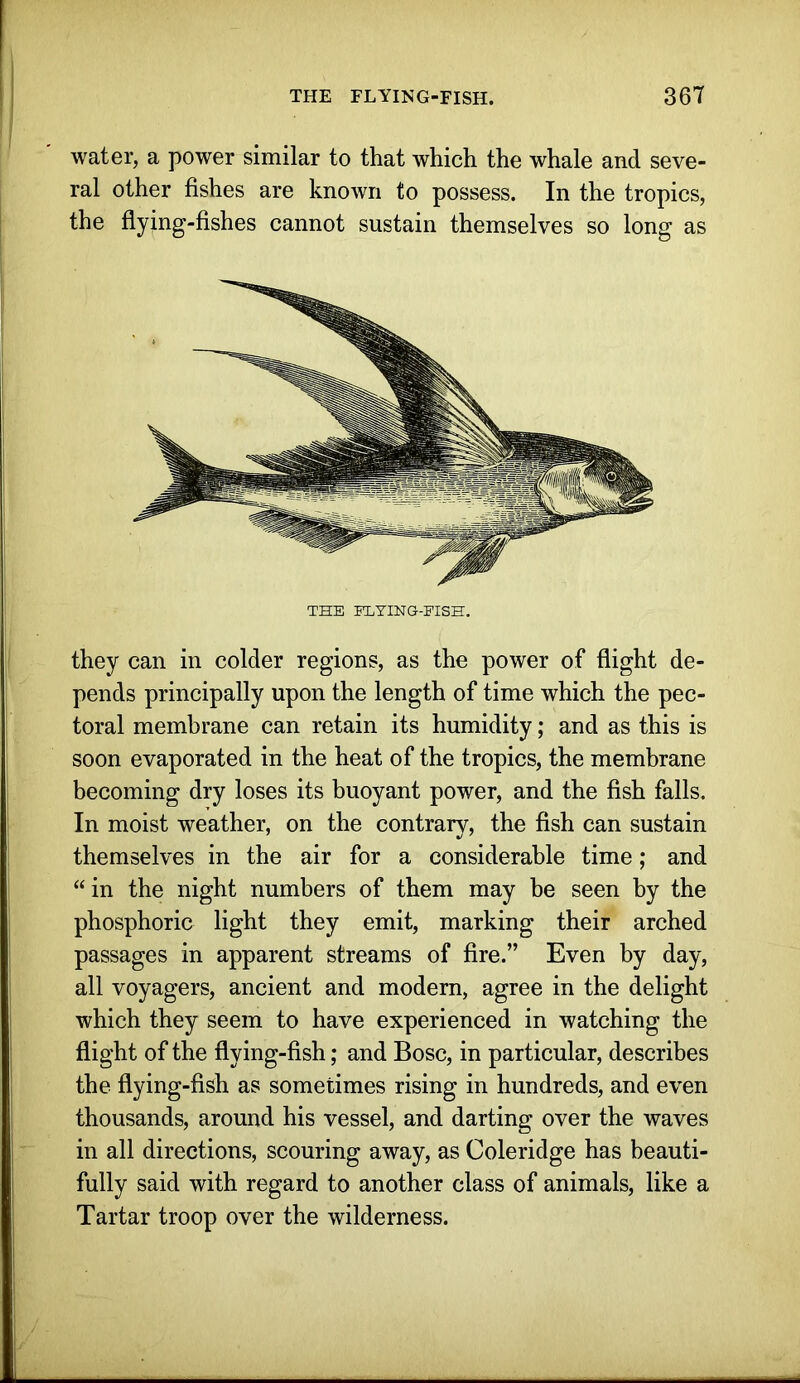 water, a power similar to that which the whale and seve- ral other fishes are known to possess. In the tropics, the flying-fishes cannot sustain themselves so long as THE ELYING-FISH, they can in colder regions, as the power of flight de- pends principally upon the length of time which the pec- toral membrane can retain its humidity; and as this is soon evaporated in the heat of the tropics, the membrane becoming dry loses its buoyant power, and the fish falls. In moist weather, on the contrary, the fish can sustain themselves in the air for a considerable time; and in the night numbers of them may be seen by the phosphoric light they emit, marking their arched passages in apparent streams of fire.” Even by day, all voyagers, ancient and modern, agree in the delight which they seem to have experienced in watching the flight of the flying-fish; and Bose, in particular, describes the flying-fish as sometimes rising in hundreds, and even thousands, around his vessel, and darting over the waves in all directions, scouring away, as Coleridge has beauti- fully said with regard to another class of animals, like a Tartar troop over the wilderness.