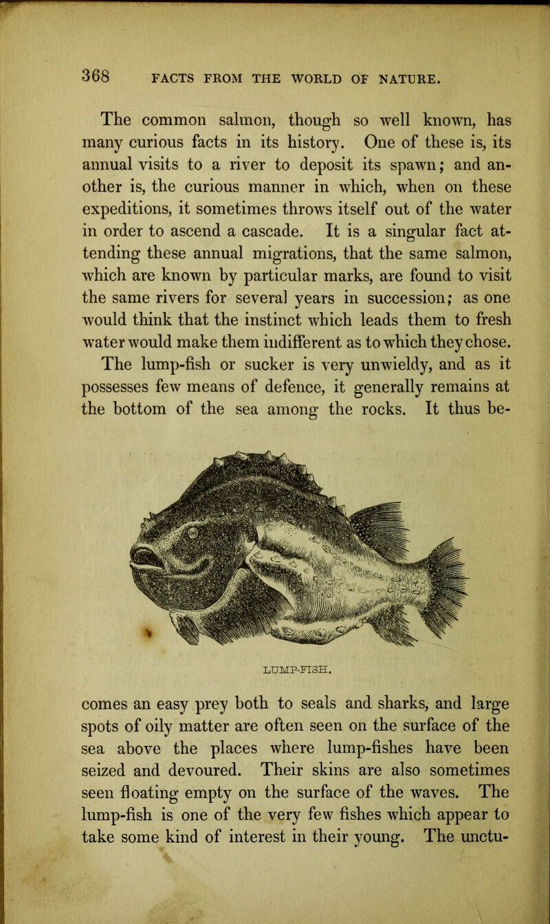 The common salmon, though so well known, has many curious facts in its history. One of these is, its annual visits to a river to deposit its spawn; and an- other is, the curious manner in which, when on these expeditions, it sometimes throws itself out of the water in order to ascend a cascade. It is a singular fact at- tending these annual migrations, that the same salmon, which are known by particular marks, are found to visit the same rivers for several years in succession; as one would think that the instinct which leads them to fresh water would make them indifferent as to which they chose. The lump-fish or sucker is very unwieldy, and as it possesses few means of defence, it generally remains at the bottom of the sea among the rocks. It thus be- LUMP-FI3H. comes an easy prey both to seals and sharks, and large spots of oily matter are often seen on the surface of the sea above the places where lump-fishes have been seized and devoured. Their skins are also sometimes seen floating empty on the surface of the waves. The lump-fish is one of the very few fishes which appear to take some kind of interest in their young. The unctu-