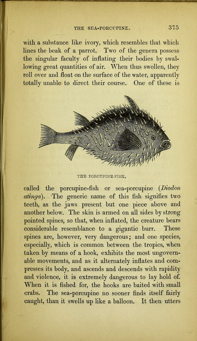 with a substance like ivory, w^hich resembles that which lines the beak of a parrot. Two of the genera possess the singular faculty of inflating their bodies by swal- lowing great quantities of air. When thus swollen, they roll over and float on the surface of the water, apparently totally unable to direct their course. One of these is THE PORCUPINE-EISH, called the porcupine-fish or sea-porcupine {Diodon atinga), ’The generic name of this fish signifies two teeth, as the jaws present but one piece above and another below. The skin is armed on all sides by strong pointed spines, so that, when inflated, the creature bears considerable resemblance to a gigantic burr. These spines are, however, very dangerous; and one species, especially, which is common between the tropics, when taken by means of a hook, exhibits the most ungovern- able movements, and as it alternately inflates and com- presses its body, and ascends and descends with rapidity and violence, it is extremely dangerous to lay hold of. When it is fished for, the hooks are baited with small crabs. The sea-porcupine no sooner finds itself fairly caught, than it swells up like a balloon. It then utters