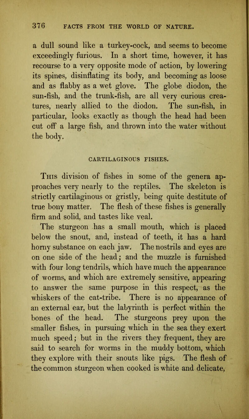 a dull sound like a turkey-cock, and seems to become exceedingly furious. In a short time, however, it has recourse to a veiy opposite mode of action, by lowering its spines, disinflating its body, and becoming as loose and as flabby as a wet glove. The globe diodon, the sun-fish, and the trunk-fish, are all very curious crea- tures, nearly allied to the diodon. The sun-fish, in particular, looks exactly as though the head had been cut off a large fish, and thrown into the water without the body. CARTILAGINOUS FISHES. This division of fishes in some of the genera ap- proaches very nearly to the reptiles. The skeleton is strictly cartilaginous or gristly, being quite destitute of true bony matter. The flesh of these fishes is generally firm and solid, and tastes like veal. The sturgeon has a small mouth, which is placed below the snout, and, instead of teeth, it has a hard horny substance on each jaw. The nostrils and eyes are on one side of the head; and the muzzle is furnished with four long tendrils, which have much the appearance of worms, and which are extremely sensitive, appearing to answer the same purpose in this respect, as the whiskers of the cat-tribe. There is no appearance of an external ear, but the labyrinth is perfect within the bones of the head. The sturgeons prey upon the smaller fishes, in pursuing which in the sea they exert much speed; but in the rivers they frequent, they are said to search for worms in the muddy bottom, which they explore with their snouts like pigs. The flesh of the common sturgeon when cooked is white and delicate,