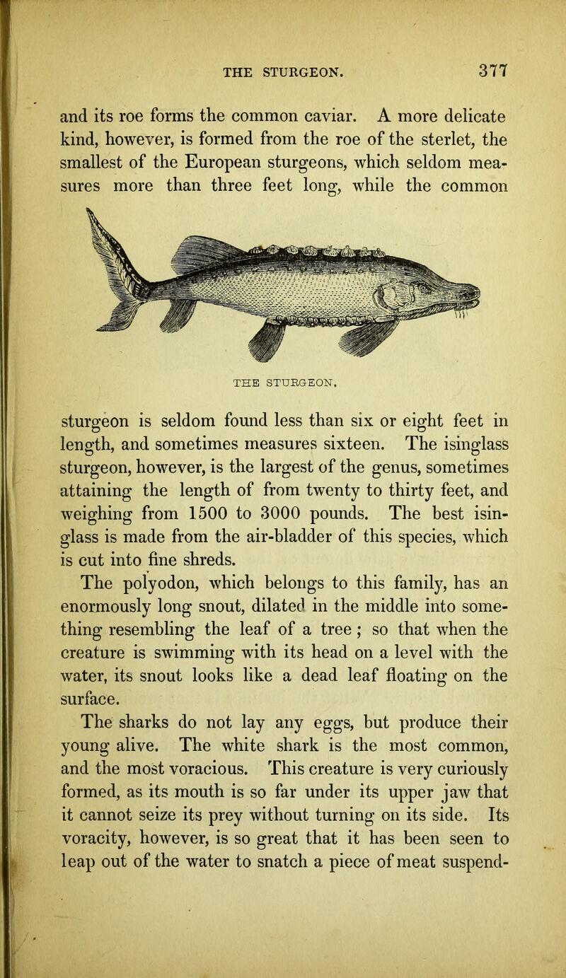 and its roe forms the common caviar. A more delicate kind, however, is formed from the roe of the sterlet, the smallest of the European sturgeons, which seldom mea- sures more than three feet long, while the common THE STURGEON. sturgeon is seldom found less than six or eight feet in length, and sometimes measures sixteen. The isinglass sturgeon, however, is the largest of the genus, sometimes attaining the length of from twenty to thirty feet, and weighing from 1500 to 3000 pounds. The best isin- glass is made from the air-bladder of this species, which is cut into fine shreds. The polyodon, which belongs to this family, has an enormously long snout, dilated in the middle into some- thing resembling the leaf of a tree; so that when the creature is swimming with its head on a level with the water, its snout looks like a dead leaf floating on the surface. The sharks do not lay any eggs, but produce their young alive. The white shark is the most common, and the most voracious. This creature is very curiously formed, as its mouth is so far under its upper jaw that it cannot seize its prey without turning on its side. Its voracity, however, is so great that it has been seen to leap out of the water to snatch a piece of meat suspend-