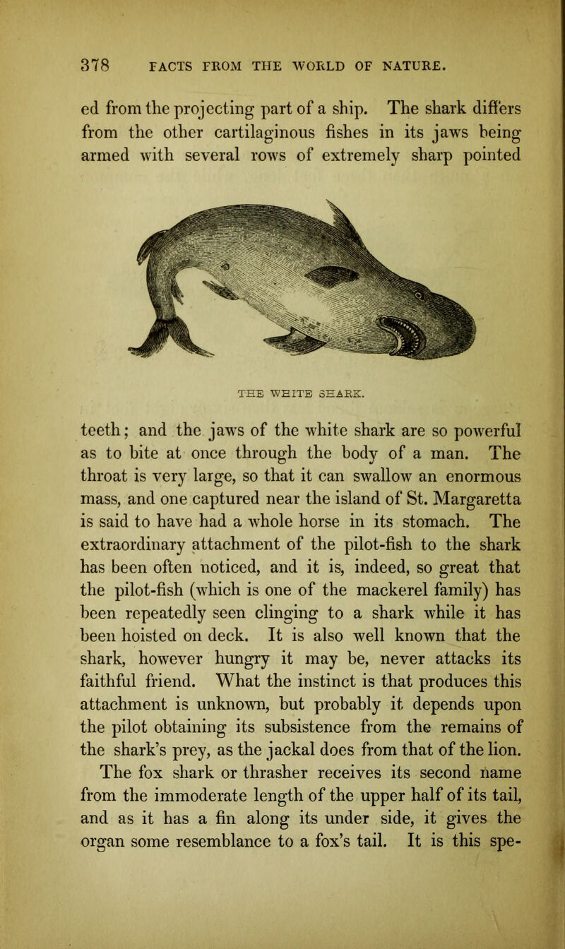ed from the projecting part of a ship. The shark differs from the other cartilaginous fishes in its jaws being armed with several rows of extremely sharp pointed THE WHITE SHARK. teeth; and the jaws of the white shark are so powerful as to bite at once through the body of a man. The throat is very largo, so that it can swallow an enormous mass, and one captured near the island of St. Margaretta is said to have had a whole horse in its stomach. The extraordinary attachment of the pilot-fish to the shark has been often noticed, and it is, indeed, so great that the pilot-fish (which is one of the mackerel family) has been repeatedly seen clinging to a shark while it has been hoisted on deck. It is also well known that the shark, however hungry it may be, never attacks its faithful friend. What the instinct is that produces this attachment is unknown, but probably it depends upon the pilot obtaining its subsistence from the remains of the shark’s prey, as the jackal does from that of the lion. The fox shark or thrasher receives its second name from the immoderate length of the upper half of its tail, and as it has a fin along its under side, it gives the organ some resemblance to a fox’s tail. It is this spe-