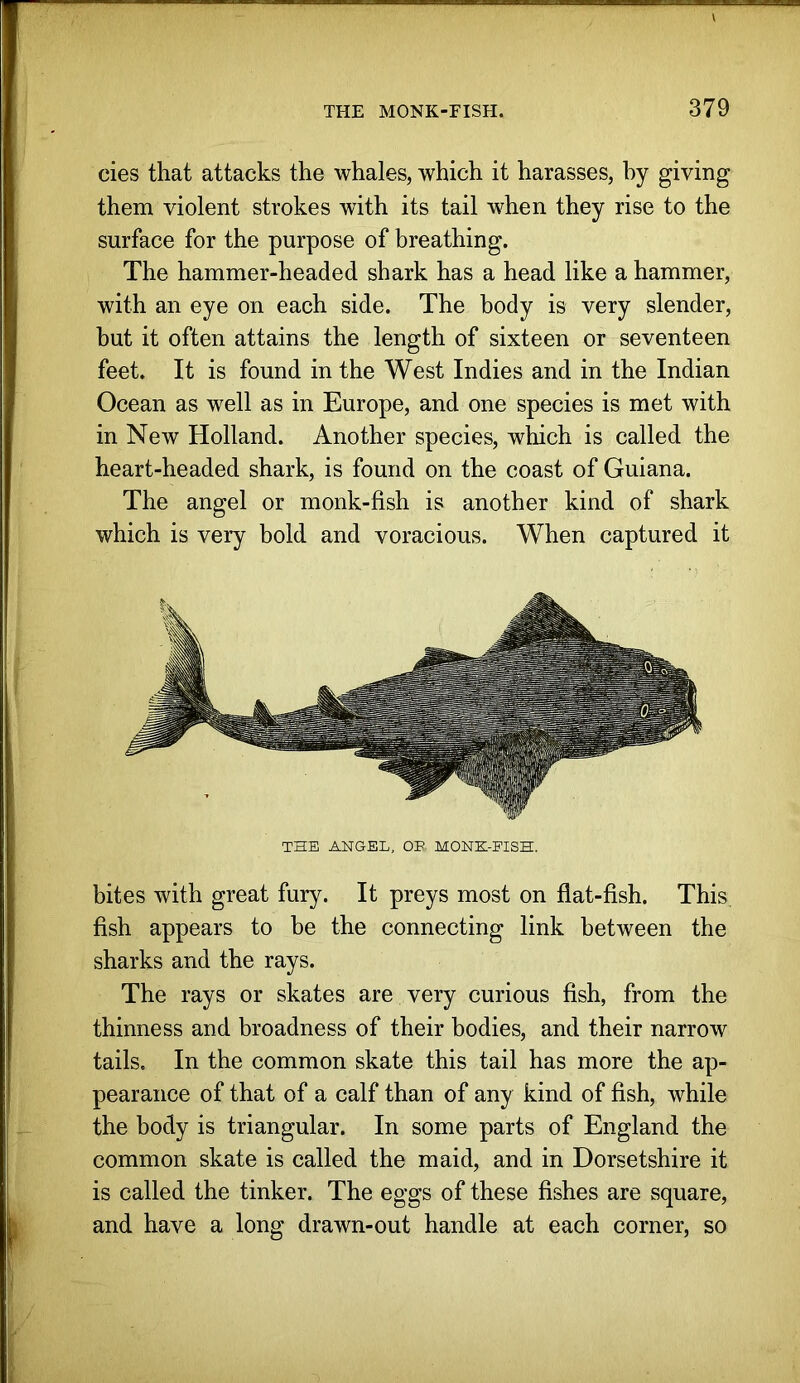 cies that attacks the whales, which it harasses, by giving them violent strokes with its tail when they rise to the surface for the purpose of breathing. The hammer-headed shark has a head like a hammer, with an eye on each side. The body is very slender, but it often attains the length of sixteen or seventeen feet. It is found in the West Indies and in the Indian Ocean as well as in Europe, and one species is met with in New Holland. Another species, which is called the heart-headed shark, is found on the coast of Guiana. The angel or monk-fish is another kind of shark which is very bold and voracious. When captured it THE ANGEL, OP. MONK-EISH. bites with great fury. It preys most on flat-fish. This fish appears to be the connecting link between the sharks and the rays. The rays or skates are very curious fish, from the thinness and broadness of their bodies, and their narrow tails. In the common skate this tail has more the ap- pearance of that of a calf than of any kind of fish, while the body is triangular. In some parts of England the common skate is called the maid, and in Dorsetshire it is called the tinker. The eggs of these fishes are square, and have a Ions' drawn-out handle at each corner, so