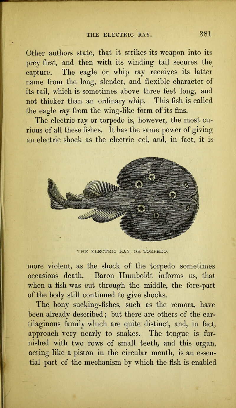 Other authors state, that it strikes its weapon into its prey first, and then with its winding tail secures the capture. The eagle or whip ray receives its latter name from the long, slender, and flexible character of its tail, which is sometimes above three feet long, and not thicker than an ordinary whip. This fish is called the eagle ray from the wing-like form of its fins. The electric ray or torpedo is, however, the most cu- rious of all these fishes. It has the same power of giving an electric shock as the electric eel, and, in fact, it is THE ELECTEIC EAY, OR TORPEDO. more violent, as the shock of the torpedo sometimes occasions death. Baron Humboldt informs us, that when a fish was cut through the middle, the fore-part of the body still continued to give shocks. The bony sucking-fishes, such as the remora, have been already described; but there are others of the car- tilaginous family which are quite distinct, and, in fact, approach very nearly to snakes. The tongue is fur- nished with two rows of small teeth, and this organ, acting like a piston in the circular mouth, is an essen- tial part of the mechanism by which the fish is enabled