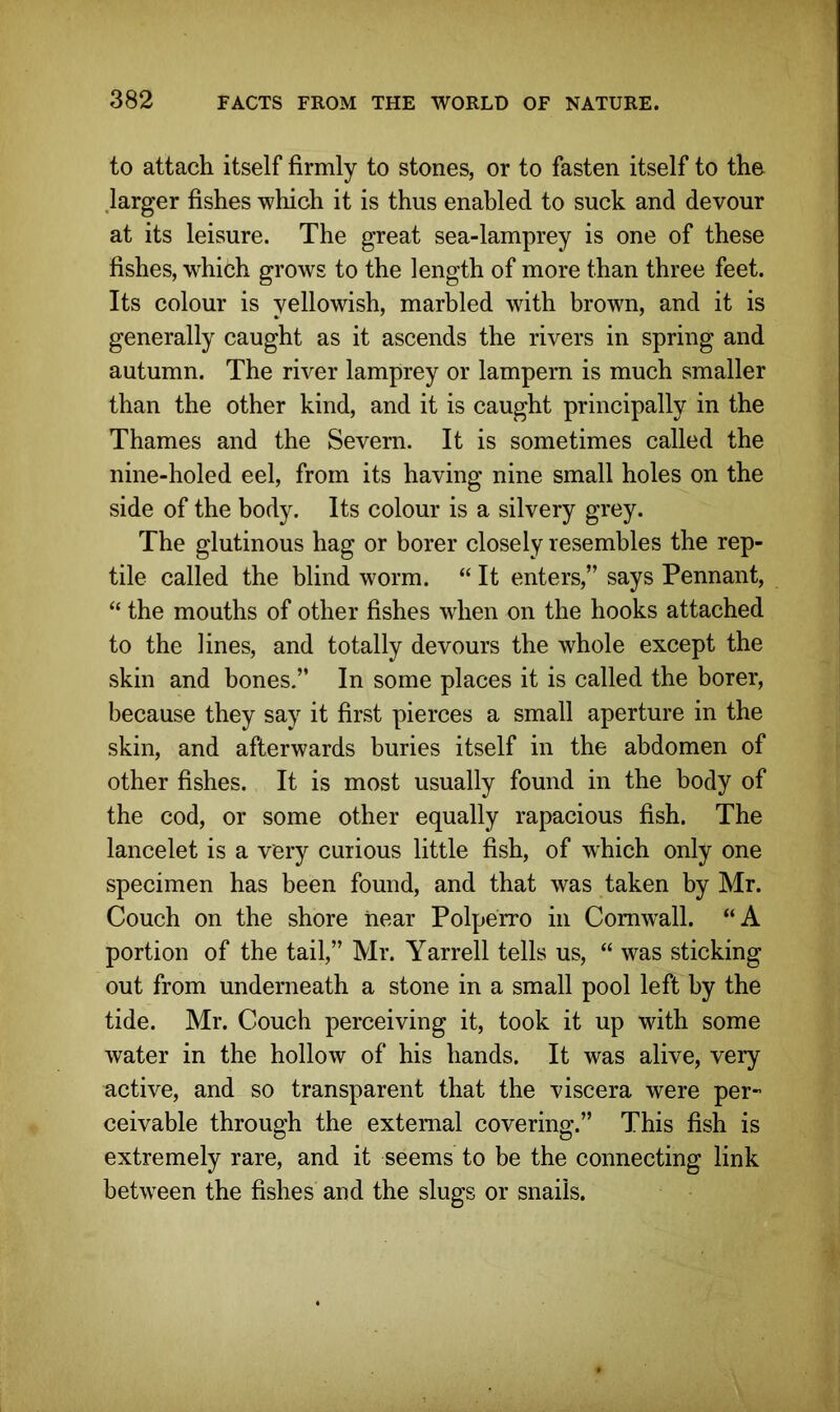 to attach itself firmly to stones, or to fasten itself to the .larger fishes which it is thus enabled to suck and devour at its leisure. The great sea-lamprey is one of these fishes, which grows to the length of more than three feet. Its colour is yellowish, marbled with brown, and it is generally caught as it ascends the rivers in spring and autumn. The river lamprey or lampern is much smaller than the other kind, and it is caught principally in the Thames and the Severn. It is sometimes called the nine-holed eel, from its having nine small holes on the side of the body. Its colour is a silvery grey. The glutinous hag or borer closely resembles the rep- tile called the blind worm. “ It enters,” says Pennant, “ the mouths of other fishes when on the hooks attached to the lines, and totally devours the whole except the skin and bones.” In some places it is called the borer, because they say it first pierces a small aperture in the skin, and afterwards buries itself in the abdomen of other fishes. It is most usually found in the body of the cod, or some other equally rapacious fish. The lancelet is a very curious little fish, of which only one specimen has been found, and that was taken by Mr. Couch on the shore near Polperro in Cornwall. “A portion of the tail,” Mr. Yarrell tells us, “ was sticking out from underneath a stone in a small pool left by the tide. Mr. Couch perceiving it, took it up with some water in the hollow of his hands. It was alive, very active, and so transparent that the viscera were per- ceivable through the external covering.” This fish is extremely rare, and it seems to be the connecting link between the fishes and the slugs or snails.