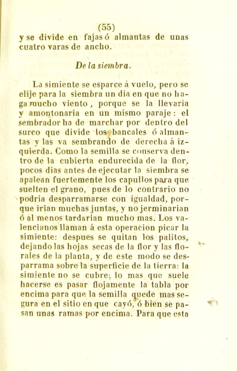 y se divide en fajas ó almantas de unas cuatro varas de ancho. De la siembra. La simiente se esparce á vuelo, pero se elije para la siembra un dia en que no ha- ga mucho viento, porque se la llevaría y amontonaría en un mismo paraje : el sembrador ha de marchar por dentro del surco que divide los bancales 6 alman- tas y las va sembrando de derecha á iz- quierda. Como la semilla se conserva den- tro de la cubierta endurecida de la flor, pocos dias antes de ejecutar la siembra se apalean fuertemente los capullos paja que suelten el grano, pues de lo contrario no podría desparramarse con igualdad, por- que irían muchas juntas, y no jerminarian ó al menos tardarían mucho mas. Los va- lencianos llaman á esta operación picar la simiente: después se quitan los palitos, dejándolas hojas secas de la flor y las flo- rales de la planta, y de este modo se des- parrama sóbrela superficie de la tierra: la simiente no se cubre-, lo mas que suele hacerse es pasar flojamente la tabla por encima para que la semilla quede mas se- gura en el sitio en que cayó, ó bien se pa- san unas ramas por encima. Para que esta