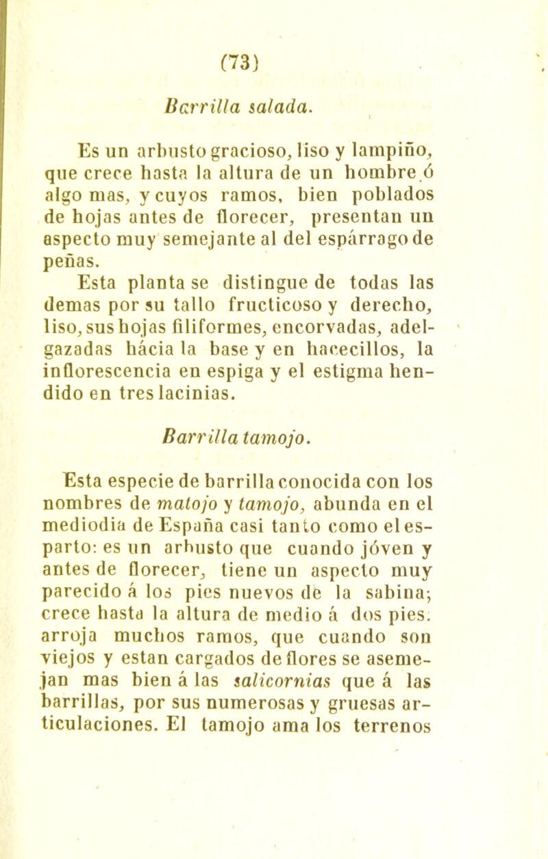 Barrilla salada. Es un arbusto gracioso, liso y lampiño, que crece hasta la altura de un hombre ó algo mas, y cuyos ramos, bien poblados de hojas antes de florecer, presentan un aspecto muy semejante al del espárrago de peñas. Esta planta se distingue de todas las demas por su tallo fructicosoy derecho, liso, sus hojas filiformes, encorvadas, adel- gazadas hacia la base y en hacecillos, la inflorescencia en espiga y el estigma hen- dido en tres lacinias. Barrilla tamojo. Esta especie de barrilla conocida con los nombres de matojo y tamojo, abunda en el mediodía de España casi tanto como des- parto: es un arhusto que cuando joven y antes de florecer, tiene un aspecto muy parecido á los pies nuevos de la sabina; crece basta la altura de medio á dos pies, arroja muchos ramos, que cuando son viejos y están cargados de flores se aseme- jan mas bien á las salicornias que á las barrillas, por sus numerosas y gruesas ar- ticulaciones. El tamojo ama los terrenos