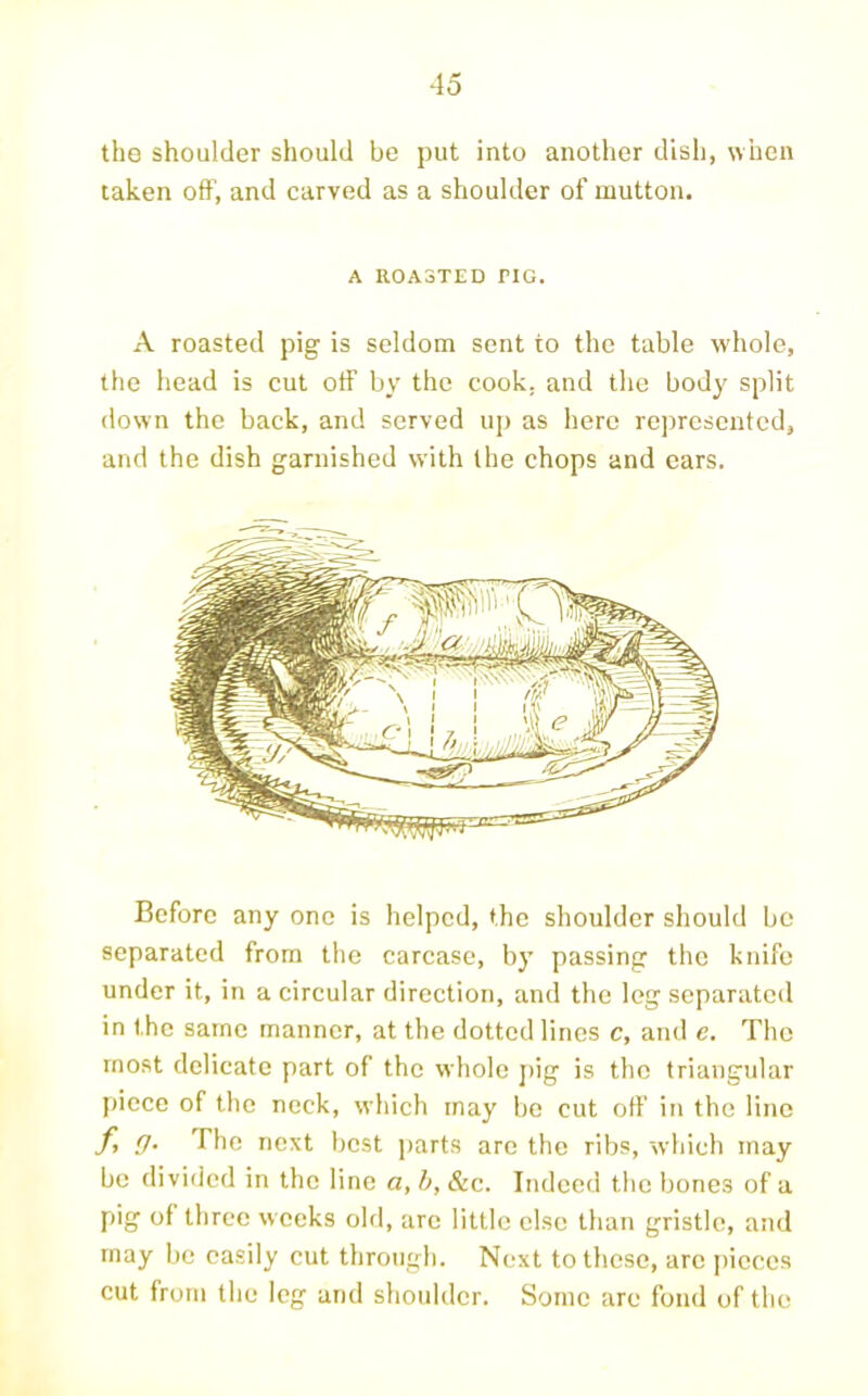 the shoulder should be put into another dish, when taken off, and carved as a shoulder of mutton. A ROASTED TIG. A roasted pig is seldom sent to the table whole, the head is cut otF by the cook, and the body split down the back, and served up as here represented, and the dish garnished with the chops and ears. Before any one is helped, the shoulder should be separated from the carcase, by passing the knife under it, in a circular direction, and the leg separated in the same manner, at the dotted lines c, and e. The most delicate part of the whole j)ig is the triangular piece of the neck, which may be cut off in the line f, g. The next best parts are the ribs, which may be divided in the line a, h, &c. Indeed the bones of a pig of three weeks old, arc little else than gristle, and may be easily cut through. Next to these, arc ])icccs cut from the leg and shoulder. Some are fond of the