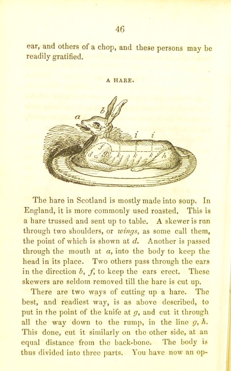 ear, and others of a chop, and these persons may be readily gratified. A HARE. The hare in Scotland is mostly made into soup. In England, it is more commonly used roasted. This is a hare trussed and sent up to table. A skewer is run through two shoulders, or wings, as some call them, the point of which is shown at d. Another is passed through the mouth at a, into the body to keep the head in its place. Two others pass through the ears in the direction b, f to keep the ears erect. These skewers are seldom removed till the hare is cut up. There are two ways of cutting up a hare. The best, and readiest way, is as above described, to put in the point of the knife at g, and cut it through all the way down to the rump, in the lino g, h. This done, cut it similarly on the other side, at an equal distance from the back-bone. The body is thus divided into three parts. You have now an op-