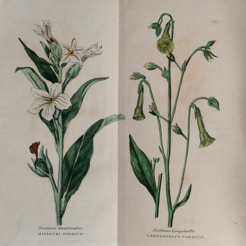 N't co lumn Quacf n. va Ivis. MISSOURI TOBACCO. Nicolum/z £,angsc/orfFii 1- AN G S D o R !•'p’s T O B A C CO.