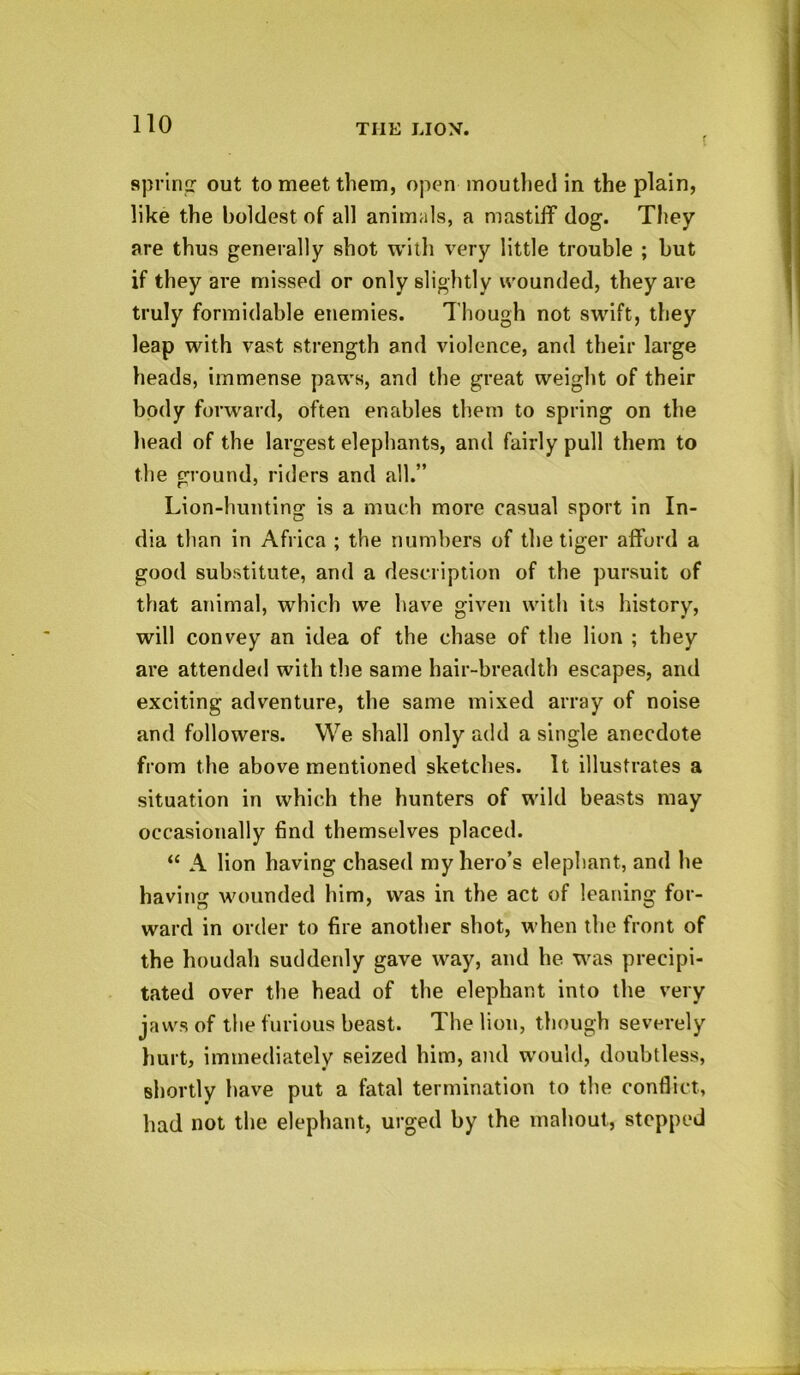 spring- out to meet them, open mouthed in the plain, like the boldest of all animals, a mastiff dog. They are thus generally shot with very little trouble ; but if they are missed or only slightly wounded, they are truly formidable enemies. Though not swift, they leap with vast strength and violence, and their large heads, immense paws, and the great weight of their body forward, often enables them to spring on the head of the largest elephants, and fairly pull them to the ground, riders and all.” Lion-hunting is a much more casual sport in In- dia than in Africa ; the numbers of the tiger afford a good substitute, and a description of the pursuit of that animal, which we have given with its history, will convey an idea of the chase of the lion ; they are attended with the same hair-breadth escapes, and exciting adventure, the same mixed array of noise and followers. We shall only add a single anecdote from the above mentioned sketches. It illustrates a situation in which the hunters of wild beasts may occasionally find themselves placed. “ A lion having chased my hero’s elephant, and he having wounded him, was in the act of leaning for- ward in order to fire another shot, when the front of the houdah suddenly gave way, and he was precipi- tated over the head of the elephant into the very jaws of the furious beast. The lion, though severely hurt, immediately seized him, and would, doubtless, shortly have put a fatal termination to the conflict, had not the elephant, urged by the mahout, stepped