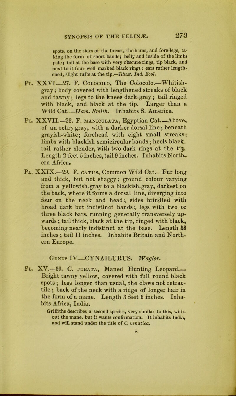 spots, on the sides of the breast, the hams, and fore-legs, ta- king the form of short bands; belly and inside of the limbs pale; tail at the base with very obscure rings, tip black, and next to it four well marked black rings; ears rather length- ened, slight tufts at the tip.—Illust. Ind. Zool. Pl. XXVI 27. F. Colocolo, The Colocolo.—Whitish- gray ; body covered with lengthened streaks of black and tawny; legs to the knees dark-grey; tail ringed with black, and black at the tip. Larger than a Wild Cat.—Ham, Smith. Inhabits S. America. Pl. XXVII 28. F. maniculata, Egyptian Cat—A.bove, of an ochry gray, with a darker dorsal line ; beneath grayish-white; forehead with eight small streaks; limbs with blackish semicircular bands ; heels black tail rather slender, with two dark rings at the tip,. Length 2 feet 5 inches, tail 9 inches. Inhabits North, ern Africa* Pl. XXIX—29. F. catus, Common Wild Cat—Fur long and thick, but not shaggy; ground colour varying from a yellowish-gray to a blackish-gray, darkest on the back, where it forms a dorsal line, diverging into four on the neck and head; sides brindled with broad dark but indistinct bands; legs with two or three black bars, running generally transversely up- wards ; tail thick, black at the tip, ringed with black, becoming nearly indistinct at the base. Length 33 inches; tail 11 inches. Inhabits Britain and North- ern Europe. Genus IV.—CYNAILURUS. Wagler. Pl. XV—30. C. jubata, Maned Hunting Leopard— Bright tawny yellow, covered with full round black spots ; legs longer than usual, the claws not retrac- tile ; back of the neck with a ridge of longer hair in the form of a mane. Length 3 feet 6 inches. Inha- bits Africa, India. Griffiths describes a second species, very similar to this, with- out the mane, but it wants confirmation. It inhabits India, and will stand under the title cf C. venatica. S