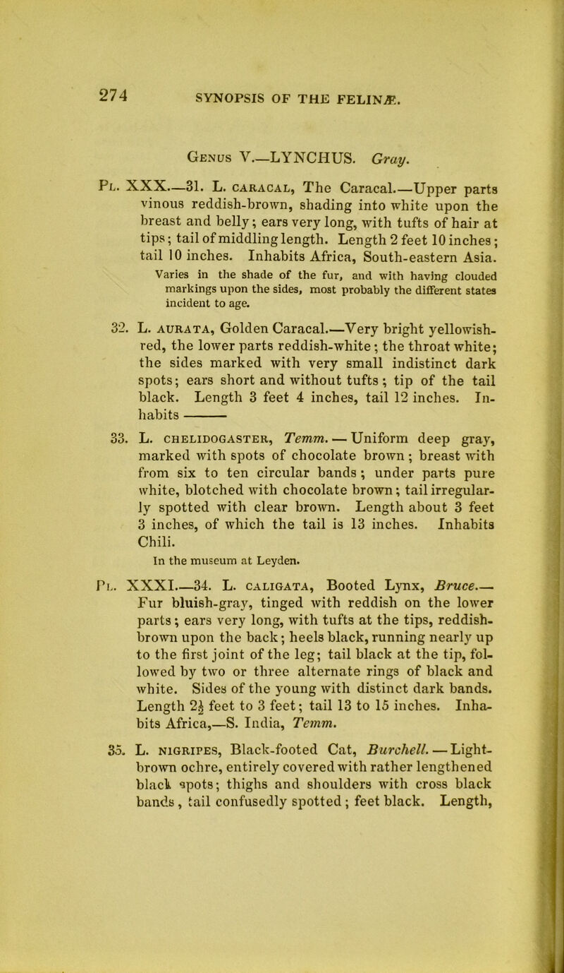Genus V._LYNCHUS. Gray. Pl. XXX—31. L. caracal, The Caracal Upper parts vinous reddish-brown, shading into white upon the breast and belly; ears very long, with tufts of hair at tips; tail of middling length. Length 2 feet 10 inches ; tail 10 inches. Inhabits Africa, South-eastern Asia. Varies in the shade of the fur, and with having clouded markings upon the sides, most probably the different states incident to age. 32. L. aurata, Golden Caracal.—Very bright yellowish- red, the lower parts reddish-white; the throat white; the sides marked with very small indistinct dark spots; ears short and without tufts ; tip of the tail black. Length 3 feet 4 inches, tail 12 inches. In- habits — 33. L. chelidogaster, Temm. — Uniform deep gray, marked with spots of chocolate brown ; breast with from six to ten circular bands ; under parts pure white, blotched with chocolate brown; tail irregular- ly spotted with clear brown. Length about 3 feet 3 inches, of which the tail is 13 inches. Inhabits Chili. In the museum at Leyden. Pl. XXXI 34. L. caligata, Booted Lynx, Bruce Fur bluish-gray, tinged with reddish on the lower parts; ears very long, with tufts at the tips, reddish- brown upon the back; heels black, running nearly up to the first joint of the leg; tail black at the tip, fol- lowed by two or three alternate rings of black and white. Sides of the young with distinct dark bands. Length 2£ feet to 3 feet; tail 13 to 15 inches. Inha- bits Africa,—S. India, Temm. 35. L. nigripes, Black-footed Cat, Burchell. — Light- brown ochre, entirely covered with rather lengthened black spots; thighs and shoulders with cross black bands, tail confusedly spotted; feet black. Length,