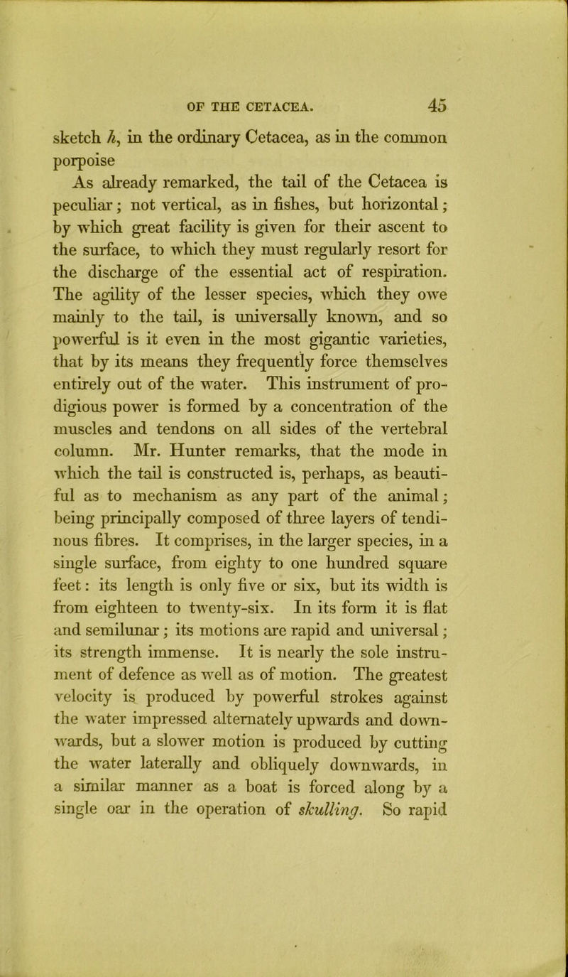 sketch h, in the ordinary Cetacea, as in the common porpoise As already remarked, the tail of the Cetacea is peculiar; not vertical, as in fishes, but horizontal; by which great facility is given for their ascent to the surface, to which they must regularly resort for the discharge of the essential act of respiration. The agility of the lesser species, which they owe mainly to the tail, is universally known, and so powerful is it even in the most gigantic varieties, that by its means they frequently force themselves entirely out of the water. This instrument of pro- digious power is formed by a concentration of the muscles and tendons on all sides of the vertebral column. Mr. Hunter remarks, that the mode in which the tail is constructed is, perhaps, as beauti- ful as to mechanism as any part of the animal; being principally composed of three layers of tendi- nous fibres. It comprises, in the larger species, in a single surface, from eighty to one hundred square feet: its length is only five or six, but its ’width is from eighteen to twenty-six. In its form it is flat and semilunar; its motions are rapid and universal; its strength immense. It is nearly the sole instru- ment of defence as well as of motion. The greatest velocity is produced by powerful strokes against the water impressed alternately upwards and down- wards, but a slower motion is produced by cutting the water laterally and obliquely downwards, in a similar manner as a boat is forced along by a single oar in the operation of skulling. So rapid