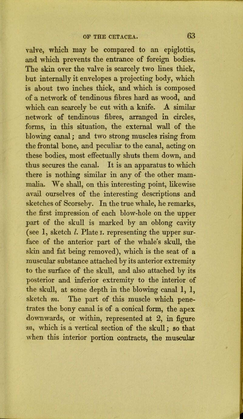 valve, which may be compared to an epiglottis, and which prevents the entrance of foreign bodies. The skin over the valve is scarcely two lines thick, but internally it envelopes a projecting body, which is about two inches thick, and which is composed of a network of tendinous fibres hard as wood, and which can scarcely be cut with a knife. A similar network of tendinous fibres, arranged in circles, forms, in this situation, the external wall of the blowing canal; and two strong muscles rising from the frontal bone, and peculiar to the canal, acting on these bodies, most effectually shuts them down, and thus secures the canal. It is an apparatus to which there is nothing similar in any of the other mam- malia. We shall, on this interesting point, likewise avail ourselves of the interesting descriptions and sketches of Scorseby. In the true whale, he remarks, the first impression of each blow-hole on the upper part of the skull is marked by an oblong cavity (see 1, sketch l. Plate i. representing the upper sur- face of the anterior part of the whale’s skull, the skin and fat being removed), which is the seat of a muscular substance attached by its anterior extremity to the surface of the skull, and also attached by its posterior and inferior extremity to the interior of the skull, at some depth in the blowing canal 1, 1, sketch m. The part of this muscle which pene- trates the bony canal is of a conical form, the apex downwards, or within, represented at 2, in figure m, which is a vertical section of the skull; so that when this interior portion contracts, the muscular
