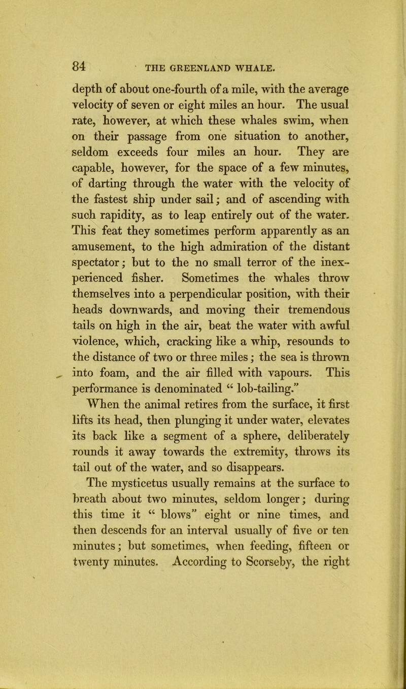 depth of about one-fourth of a mile, with the average velocity of seven or eight miles an hour. The usual rate, however, at which these whales swim, when on their passage from one situation to another, seldom exceeds four miles an hour. They are capable, however, for the space of a few minutes, of darting through the water with the velocity of the fastest ship under sail; and of ascending with such rapidity, as to leap entirely out of the water. This feat they sometimes perform apparently as an amusement, to the high admiration of the distant spectator; but to the no small terror of the inex- perienced fisher. Sometimes the whales throw themselves into a perpendicular position, with their heads downwards, and moving their tremendous tails on high in the air, beat the water with awful violence, which, cracking like a whip, resounds to the distance of two or three miles; the sea is thrown into foam, and the air filled -with vapours. This performance is denominated “ lob-tailing.” When the animal retires from the surface, it first lifts its head, then plunging it under water, elevates its back like a segment of a sphere, deliberately rounds it away towards the extremity, throws its tail out of the water, and so disappears. The mysticetus usually remains at the surface to breath about two minutes, seldom longer; during this time it “ blows” eight or nine times, and then descends for an interval usually of five or ten minutes; but sometimes, when feeding, fifteen or twenty minutes. According to Scorseby, the right