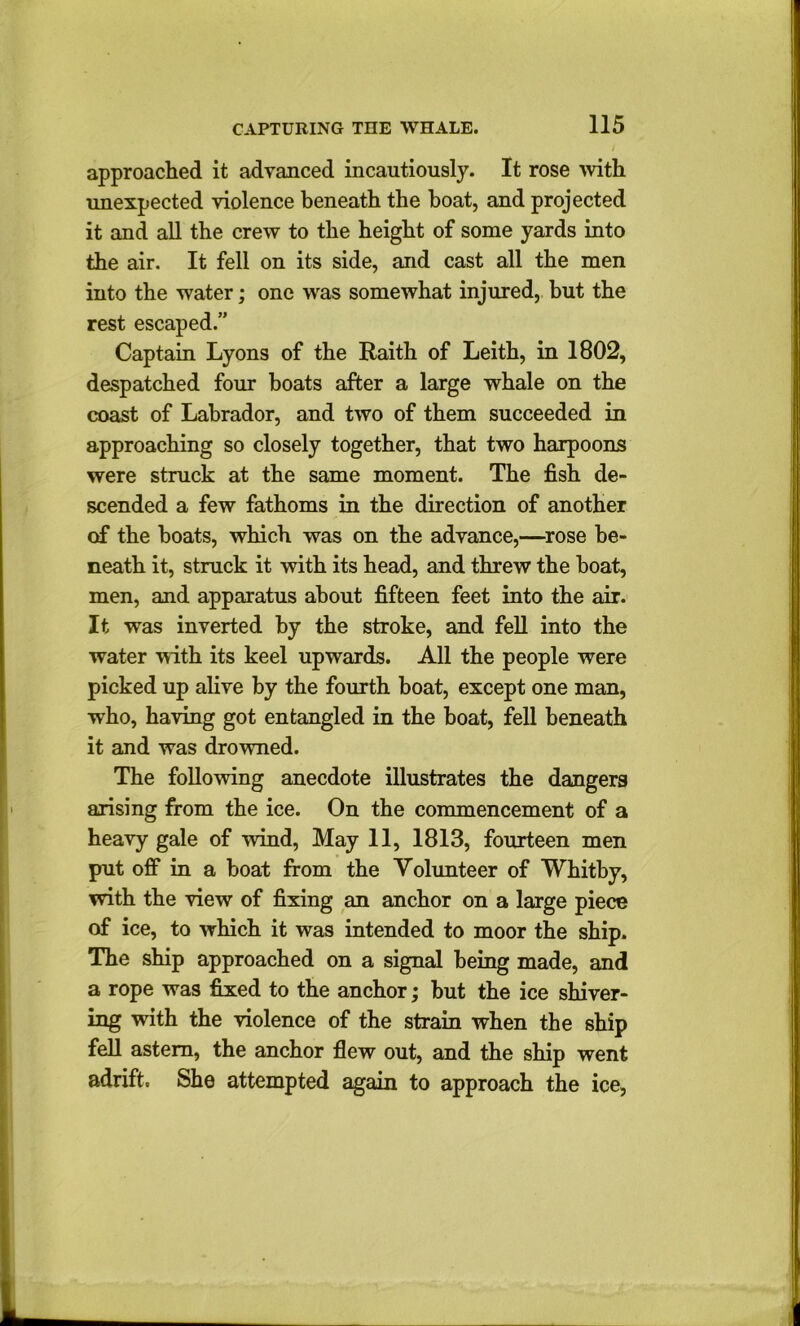 approached it advanced incautiously. It rose with unexpected violence beneath the boat, and projected it and all the crew to the height of some yards into the air. It fell on its side, and cast all the men into the water; one was somewhat injured, but the rest escaped.” Captain Lyons of the Raith of Leith, in 1802, despatched four boats after a large whale on the coast of Labrador, and two of them succeeded in approaching so closely together, that two harpoons were struck at the same moment. The fish de- scended a few fathoms in the direction of another of the boats, which was on the advance,—rose be- neath it, struck it with its head, and threw the boat, men, and apparatus about fifteen feet into the air. It was inverted by the stroke, and fell into the water with its keel upwards. All the people were picked up alive by the fourth boat, except one man, who, having got entangled in the boat, fell beneath it and was drowned. The following anecdote illustrates the dangers arising from the ice. On the commencement of a heavy gale of wind, May 11, 1813, fourteen men put off in a boat from the Volunteer of Whitby, with the view of fixing an anchor on a large piece of ice, to which it was intended to moor the ship. The ship approached on a signal being made, and a rope was fixed to the anchor; but the ice shiver- ing with the violence of the strain when the ship fell astern, the anchor flew out, and the ship went adrift. She attempted again to approach the ice,