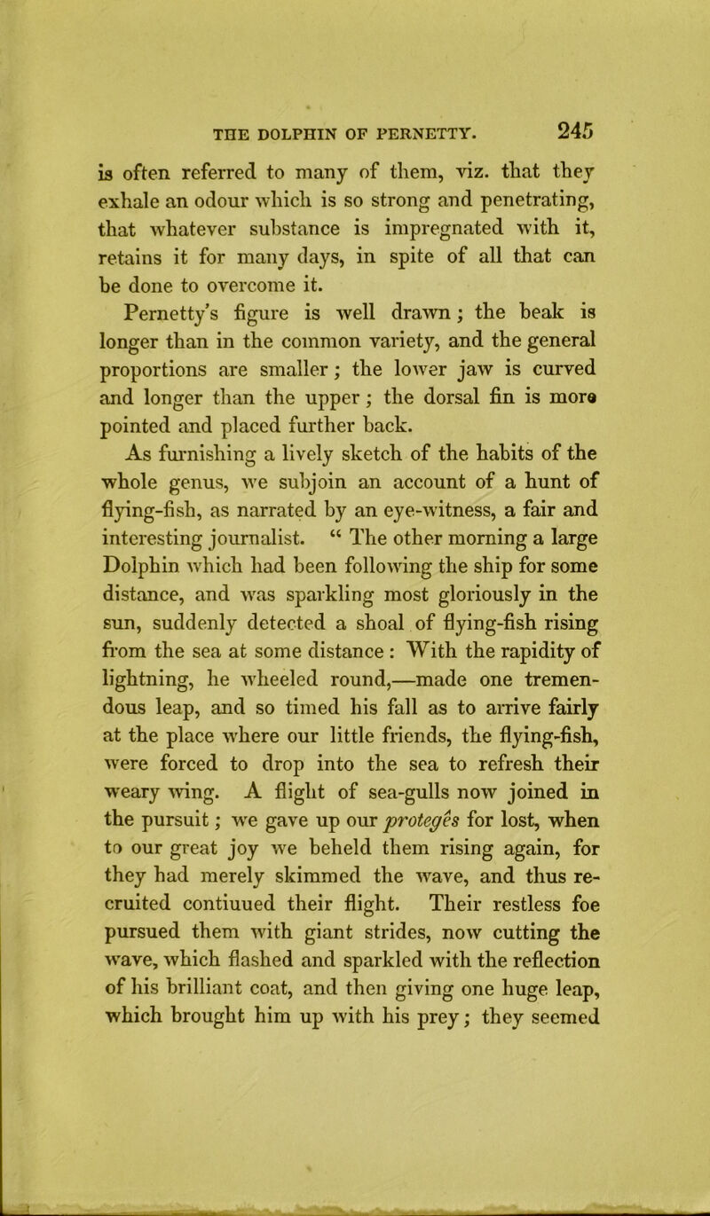 245 is often referred to many of them, viz. that they exhale an odour which is so strong and penetrating, that whatever substance is impregnated with it, retains it for many days, in spite of all that can be done to overcome it. Pernetty’s figure is well drawn; the beak is longer than in the common variety, and the general proportions are smaller; the lower jaw is curved and longer than the upper; the dorsal fin is more pointed and placed further back. As furnishing a lively sketch of the habits of the whole genus, we subjoin an account of a hunt of flying-fish, as narrated by an eye-witness, a fair and interesting journalist. “ The other morning a large Dolphin which had been following the ship for some distance, and was sparkling most gloriously in the sun, suddenly detected a shoal of flying-fish rising from the sea at some distance : With the rapidity of lightning, he wheeled round,—made one tremen- dous leap, and so timed his fall as to arrive fairly at the place where our little friends, the flying-fish, were forced to drop into the sea to refresh their weary wing. A flight of sea-gulls now joined in the pursuit; wre gave up our 'proteges for lost, when to our great joy we beheld them rising again, for they had merely skimmed the wave, and thus re- cruited contiuued their flight. Their restless foe pursued them with giant strides, now cutting the wave, which flashed and sparkled with the reflection of his brilliant coat, and then giving one huge leap, which brought him up with his prey; they seemed