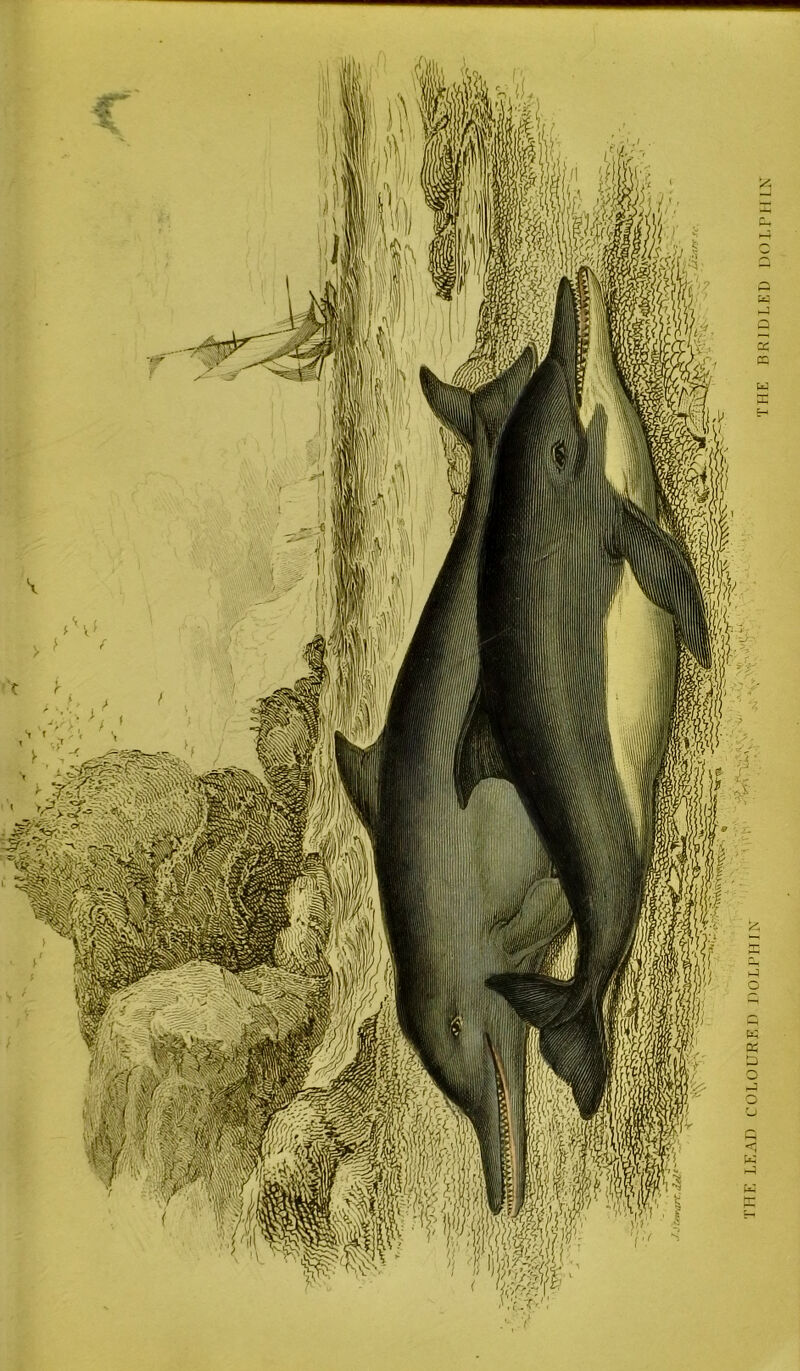 THE LEAD COLOURED DOLPHIN