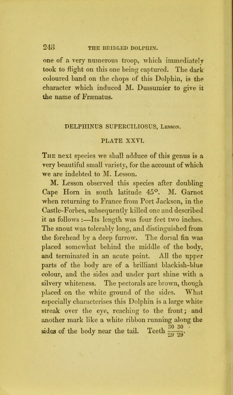 one of a very numerous troop, which immediately took to flight on this one being captured. The dark coloured band on the chops of this Dolphin, is the character which induced M. Dussumier to give it the name of Fraenatus. DELPHINUS SUPERCILIOSUS, Lesson. PLATE XXVI. The next species we shall adduce of this genus is a very beautiful small variety, for the account of which we are indebted to M. Lesson. M. Lesson observed this species after doubling Cape Llorn in south latitude 45°. M. Garnot when returning to France from Port Jackson, in the Castle-Forbes, subsequently killed one and described it as follows :—Its length was four feet two inches. The snout was tolerably long, and distinguished from the forehead by a deep furrow. The dorsal fin was placed somewhat behind the middle of the body, and terminated in an acute point. All the upper parts of the body are of a brilliant blackish-blue colour, and the sides and under part shine with a silvery whiteness. The pectorals are brown, though placed on the white ground of the sides. What especially characterises this Dolphin is a large white streak over the eye, reaching to the front; and another mark like a white ribbon running along the sides of the body near the tail. Teeth