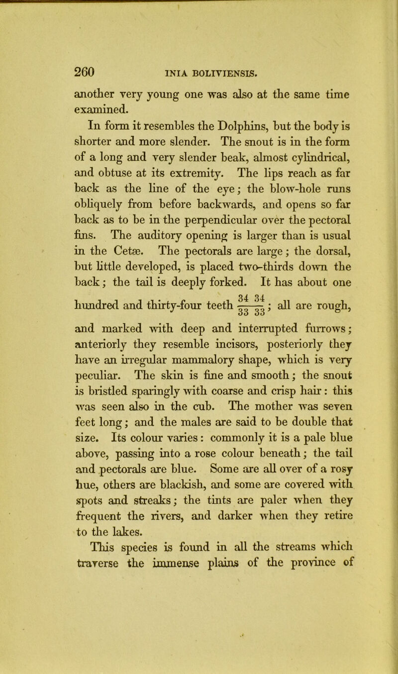 another very young one was also at the same time examined. In form it resembles the Dolphins, hut the body is shorter and more slender. The snout is in the form of a long and very slender beak, almost cylindrical, and obtuse at its extremity. The lips reach as far hack as the line of the eye; the blow-hole runs obliquely from before backwards, and opens so far hack as to he in the perpendicular over the pectoral fins. The auditory opening is larger than is usual in the Cetae. The pectorals are large; the dorsal, but little developed, is placed two-thirds down the hack; the tail is deeply forked. It has about one hundred and thirty-four teeth ^; all are rough, and marked with deep and interrupted furrows; anteriorly they resemble incisors, posteriorly they have an irregular mammalory shape, which is very peculiar. The skin is fine and smooth; the snout is bristled sparingly with coarse and crisp hair: this was seen also in the cub. The mother was seven feet long; and the males are said to be double that size. Its colour varies : commonly it is a pale blue above, passing into a rose colour beneath; the tail and pectorals are blue. Some are all over of a rosy hue, others are blackish, and some are covered ’with spots and streaks; the tints are paler when they frequent the rivers, and darker when they retire to the lakes. This species is found in all the streams which traverse the immense plains of the province of