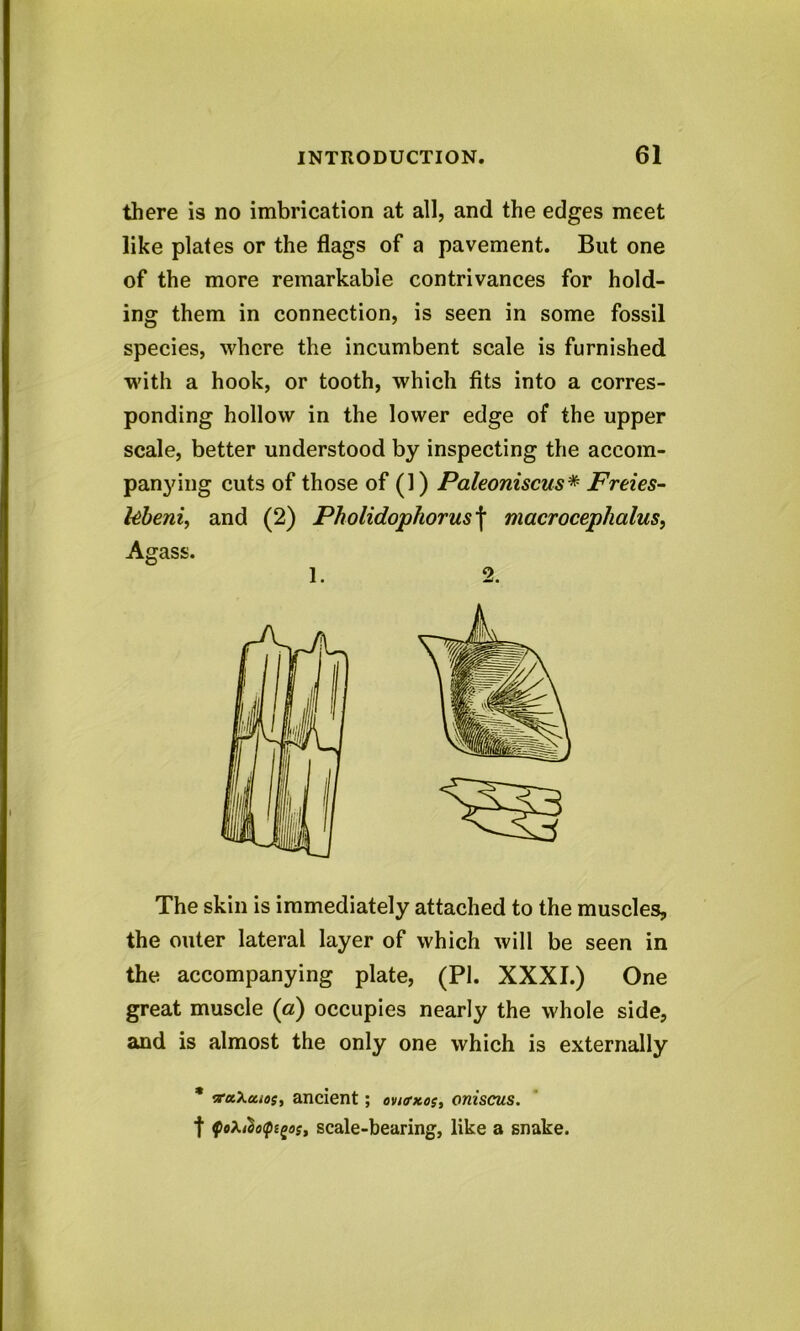 there is no imbrication at all, and the edges meet like plates or the flags of a pavement. But one of the more remarkable contrivances for hold- ing them in connection, is seen in some fossil species, where the incumbent scale is furnished with a hook, or tooth, which fits into a corres- ponding hollow in the lower edge of the upper scale, better understood by inspecting the accom- panying cuts of those of (1) Paleoniscus* Freies- febeni, and (2) Pholidophorus f macrocephalus, Agass. 1. 2. The skin is immediately attached to the muscles, the outer lateral layer of which will be seen in the accompanying plate, (PI. XXXI.) One great muscle (a) occupies nearly the whole side, and is almost the only one which is externally * waXa/as, ancient; on<rxo?, oniscus. t f oxi%oipi£os, scale-bearing, like a snake.