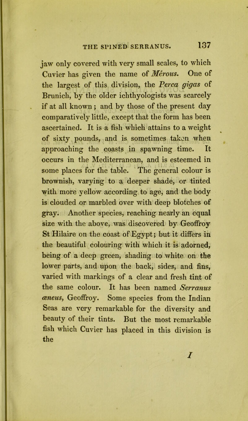 jaw only covered with very small scales, to which Cuvier has given the name of Merous. One of the largest of this division, the Perea gigas of Brunich, by the older ichthyologists was scarcely if at all known ; and by those of the present day comparatively little, except that the form has been ascertained. It is a fish which attains to a weight of sixty pounds, and is sometimes taken when approaching the coasts in spawning time. It occurs in the Mediterranean, and is esteemed in some places for the table. The general colour is brownish, varying to a deeper shade, or tinted with more yellow according to age, and the body is clouded or marbled over with deep blotches of gray. Another species, reaching nearly an equal size with the above, was discovered by Geoffroy St Hilaire on the coast of Egypt; but it differs in the beautiful colouring with which it is adorned, being of a deep green, shading to white on the lower parts, and upon the back, sides, and fins, varied with markings of a clear and fresh tint of the same colour. It has been named Serranus (eneuSy Geoffroy. Some species from the Indian Seas are very remarkable for the diversity and beauty of their tints. But the most remarkable fish which Cuvier has placed in this division is the I