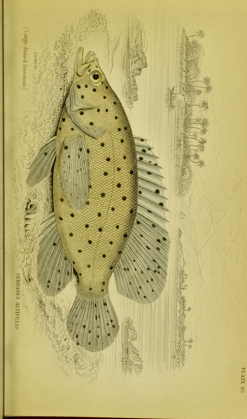 PLATE 20