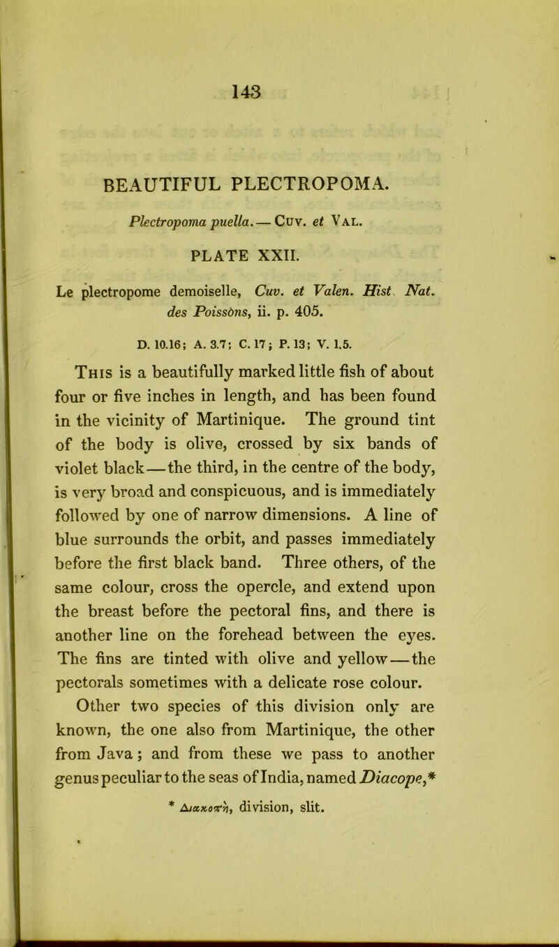 BEAUTIFUL PLECTROPOMA. Plectropoma puella.— Cuv. et Val. PLATE XXII. Le plectropome demoiselle, Cuv. et Valen. Hist Nat. des Poissons, ii. p. 405. D. 10.16; A. 3.7; C. 17; P. 13; V. 1.5. This is a beautifully marked little fish of about four or five inches in length, and has been found in the vicinity of Martinique. The ground tint of the body is olive, crossed by six bands of violet black—the third, in the centre of the body, is very broad and conspicuous, and is immediately followed by one of narrow dimensions. A line of blue surrounds the orbit, and passes immediately before the first black band. Three others, of the same colour, cross the opercle, and extend upon the breast before the pectoral fins, and there is another line on the forehead between the eyes. The fins are tinted with olive and yellow—the pectorals sometimes with a delicate rose colour. Other two species of this division only are known, the one also from Martinique, the other from Java; and from these we pass to another genus peculiar to the seas of India, named Diacope,* * Ajxxo'vb, division, slit.