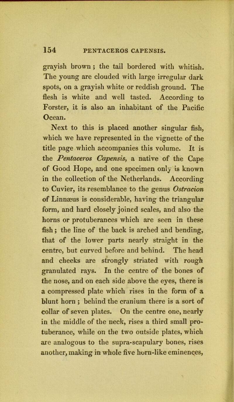 grayish brown ; the tail bordered with whitish. The young are clouded with large irregular dark spots, on a grayish white or reddish ground. The flesh is white and wrell tasted. According to Forster, it is also an inhabitant of the Pacific Ocean. Next to this is placed another singular fish, which we have represented in the vignette of the title page which accompanies this volume. It is the Pentaceros Capensis, a native of the Cape of Good Hope, and one specimen only is known in the collection of the Netherlands. According to Cuvier, its resemblance to the genus Ostracion of Linnaeus is considerable, having the triangular form, and hard closely joined scales, and also the horns or protuberances which are seen in these fish; the line of the back is arched and bending, that of the lower parts nearly straight in the centre, but curved before and behind. The head and cheeks are strongly striated with rough granulated rays. In the centre of the bones of the nose, and on each side above the eyes, there is a compressed plate which rises in the form of a blunt horn ; behind the cranium there is a sort of collar of seven plates. On the centre one, nearly in the middle of the neck, rises a third small pro- tuberance, while on the two outside plates, which are analogous to the supra-scapulary bones, rises another, making in whole five horn-like eminences,