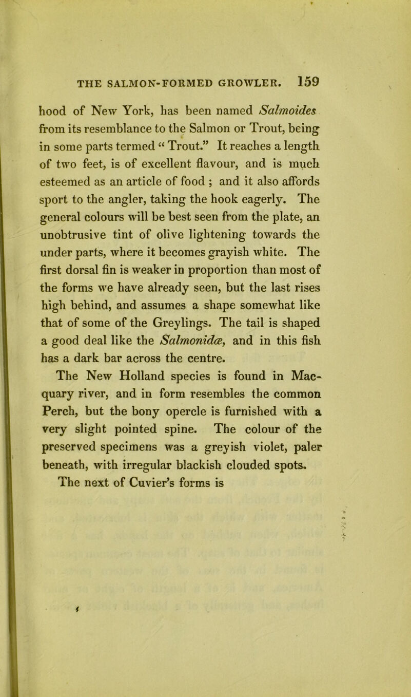 hood of New York, has been named Salmoides from its resemblance to the Salmon or Trout, being in some parts termed “ Trout.” It reaches a length of two feet, is of excellent flavour, and is much esteemed as an article of food ; and it also affords sport to the angler, taking the hook eagerly. The general colours will be best seen from the plate, an unobtrusive tint of olive lightening towards the under parts, where it becomes grayish white. The first dorsal fin is weaker in proportion than most of the forms we have already seen, but the last rises high behind, and assumes a shape somewhat like that of some of the Greylings. The tail is shaped a good deal like the Salmonidce, and in this fish has a dark bar across the centre. The New Holland species is found in Mac- quary river, and in form resembles the common Perch, but the bony opercle is furnished with a very slight pointed spine. The colour of the preserved specimens was a greyish violet, paler beneath, with irregular blackish clouded spots. The next of Cuvier’s forms is